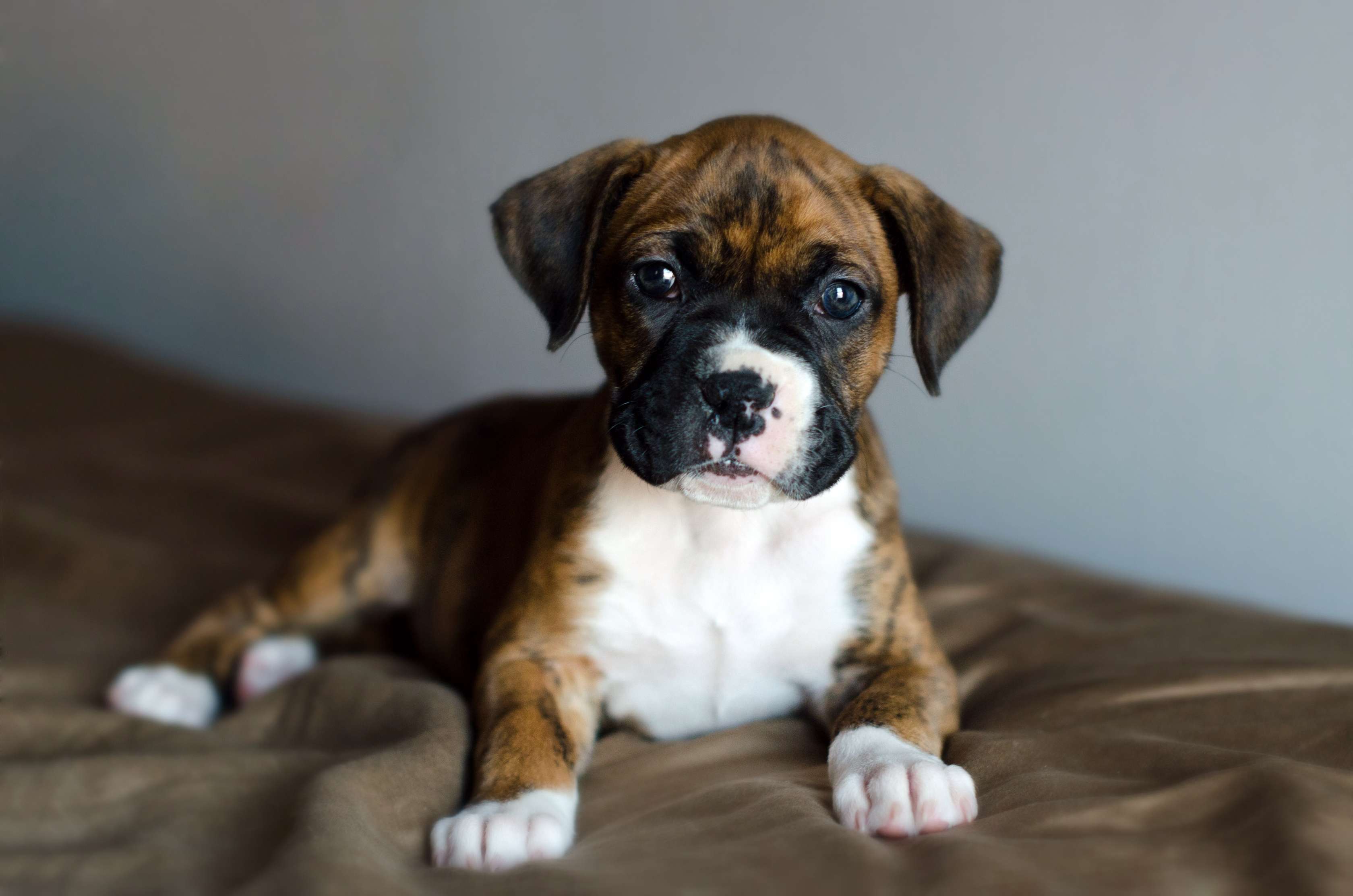 Allianz - Hundekrankenversicherung: Bild eines Hundewelpen, der auf einer Decke liegt