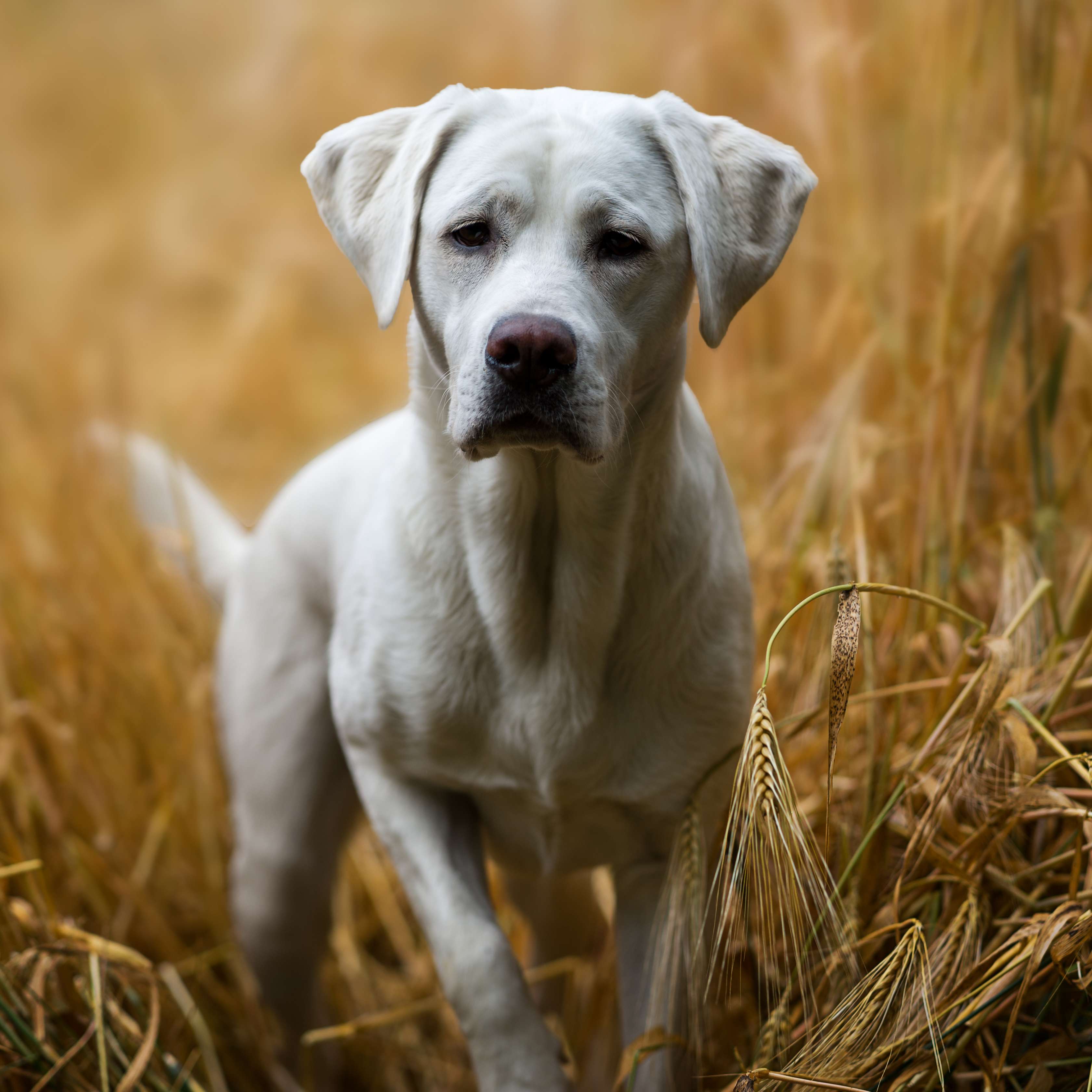 Allianz - Wurmkur: Hund im Getreidefeld