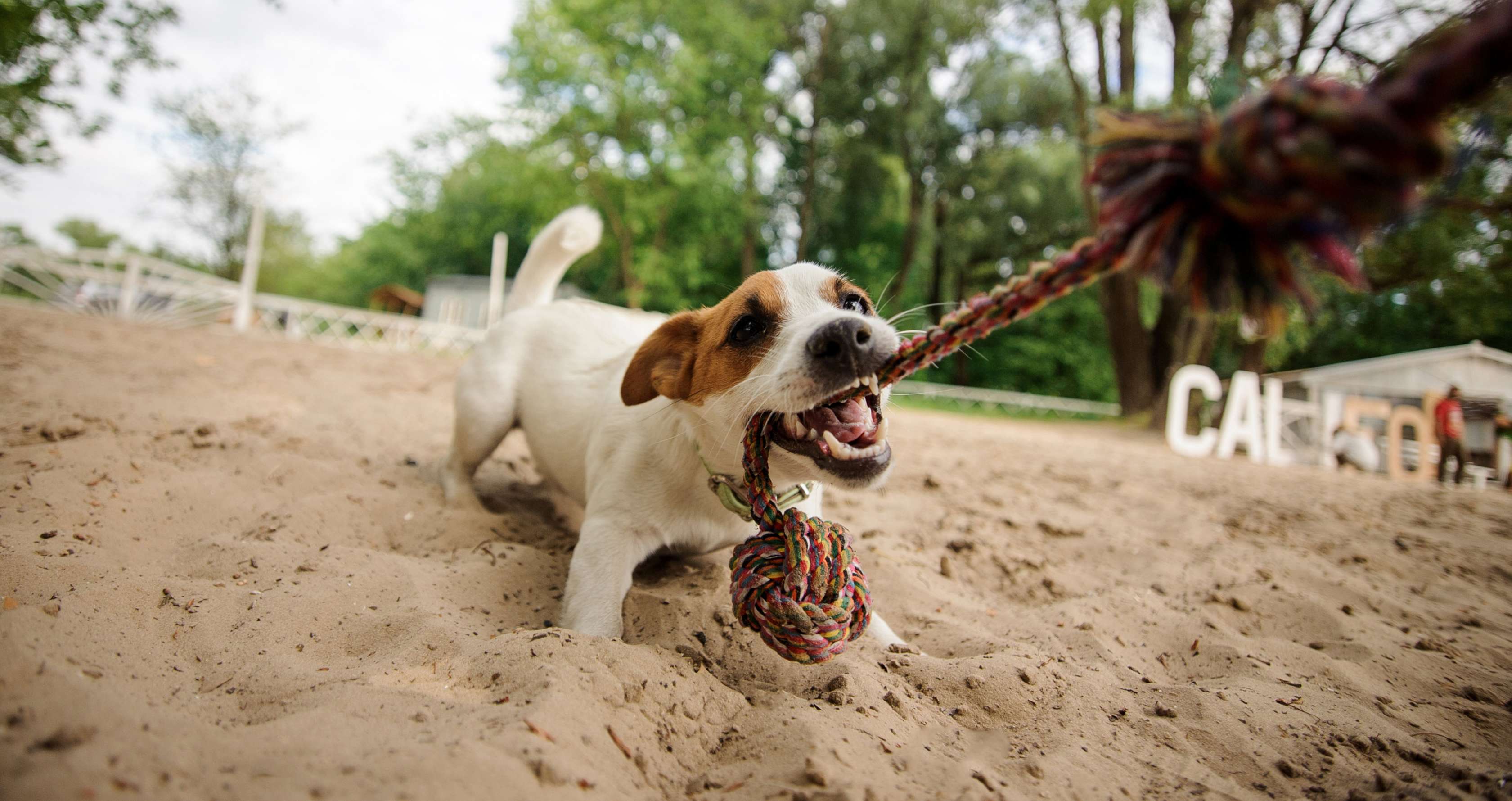 Jack Russel Terrier zieht an einem Zerrseil