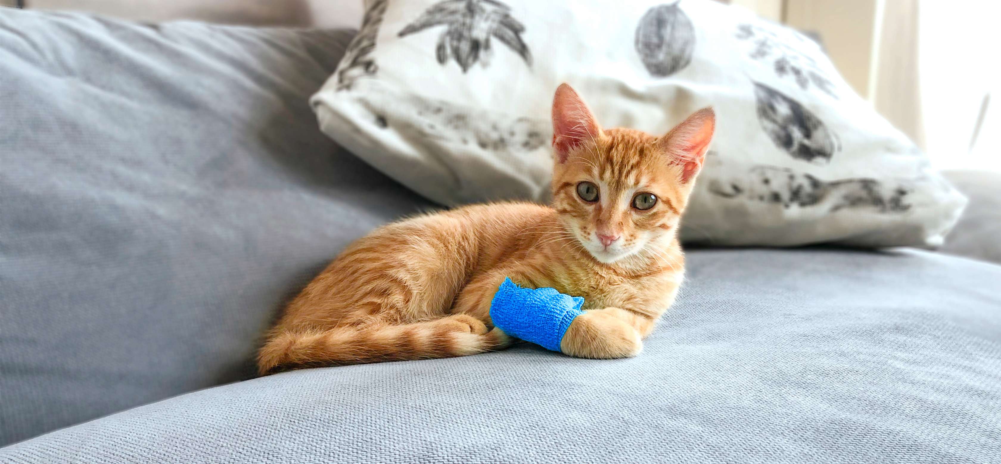 Allianz Katzenkrankenversicherung: Eine orange- getigerte Katze liegt mit Verband am Fuß auf einem Bett