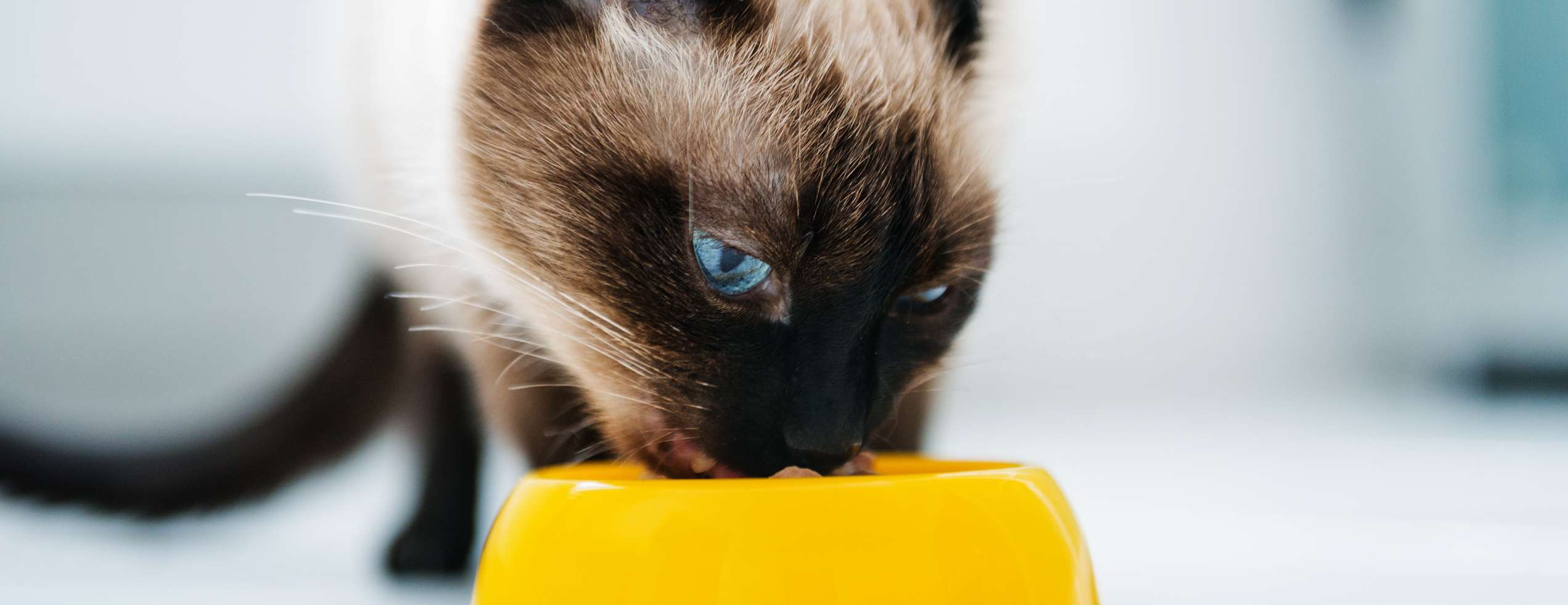Allianz - Verabreichung von Bachblüten: Katze trinkt aus Napf