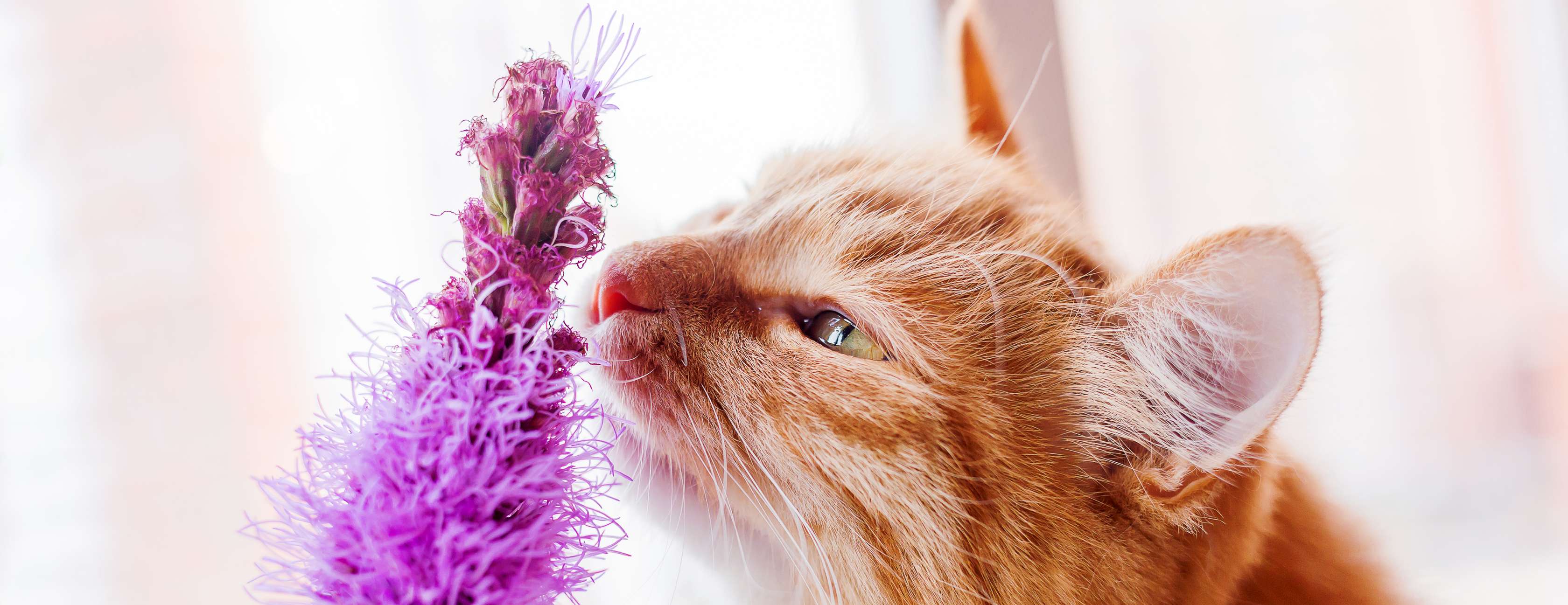 Allianz - Katze riecht an einer Blume