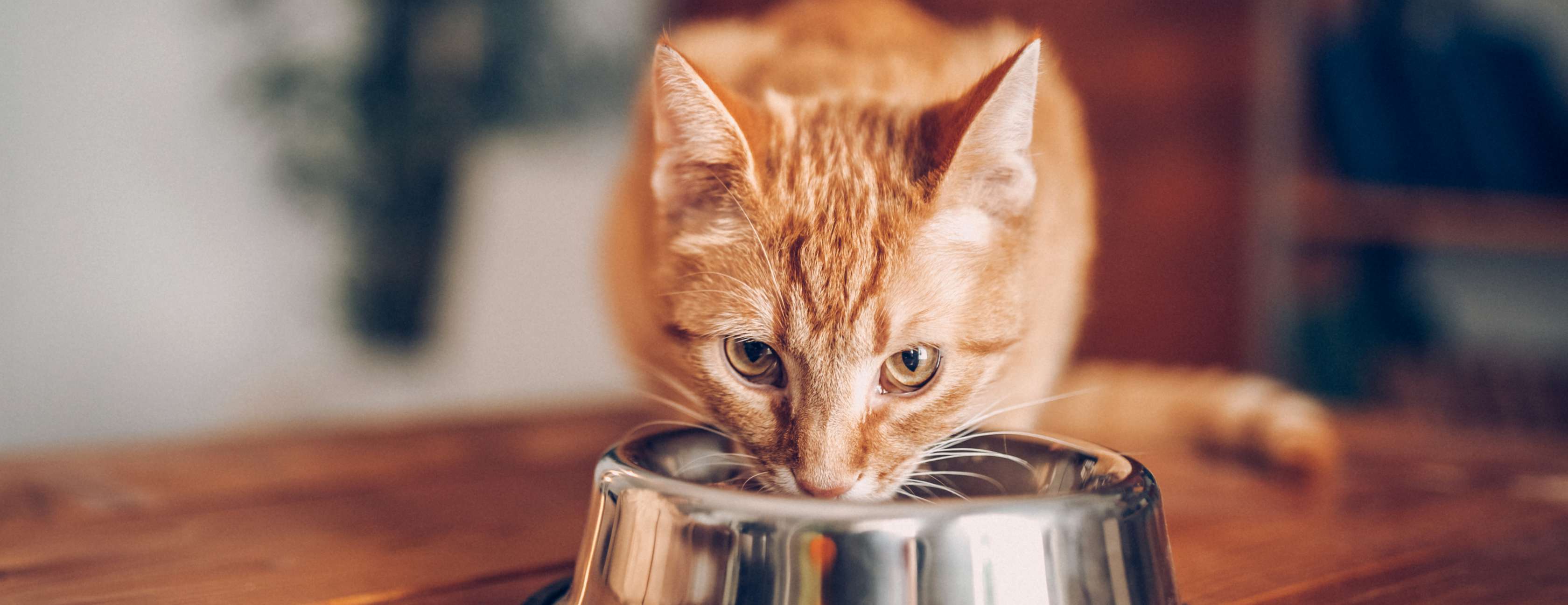 Katzenversicherung Blasenentzündung: Katze frisst aus Fressnapf