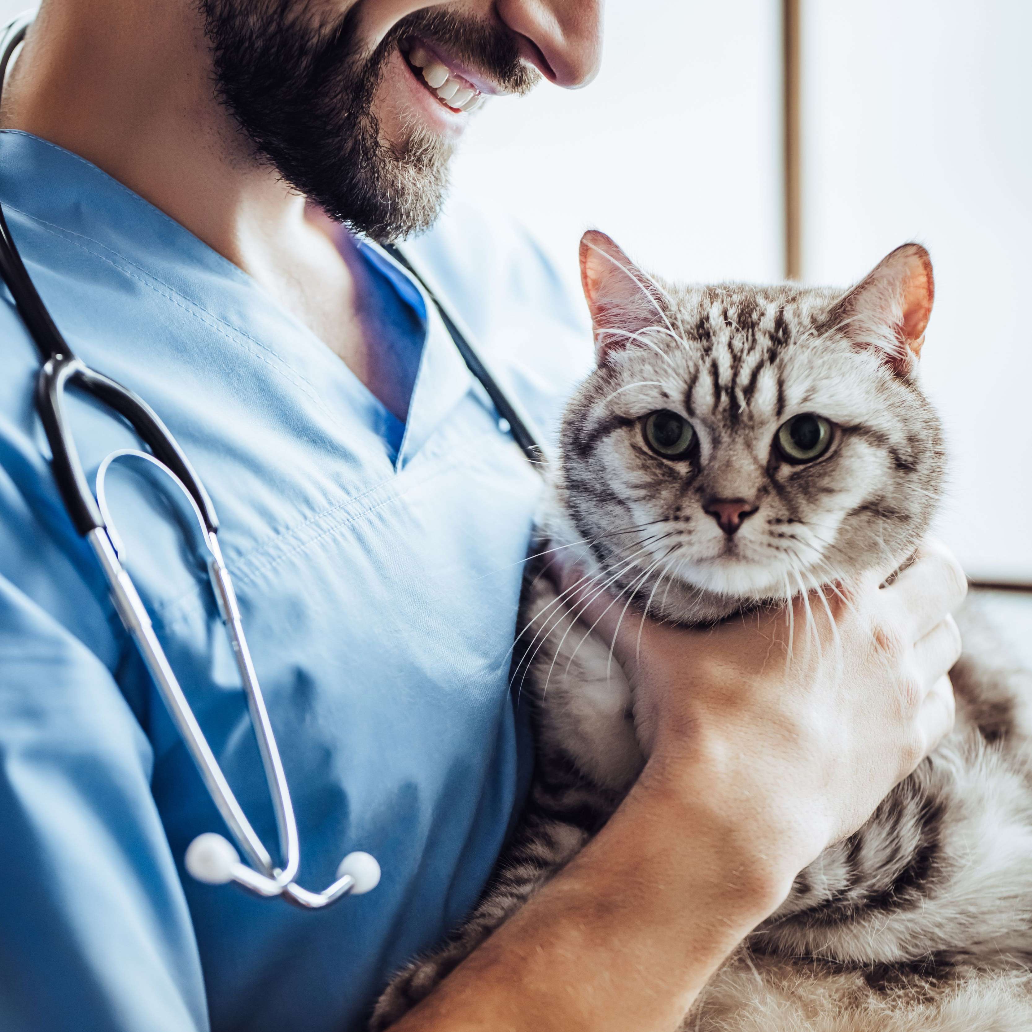 Katzenversicherung Blasenentzündung: Katze auf dem Arm eines Tierarztes
