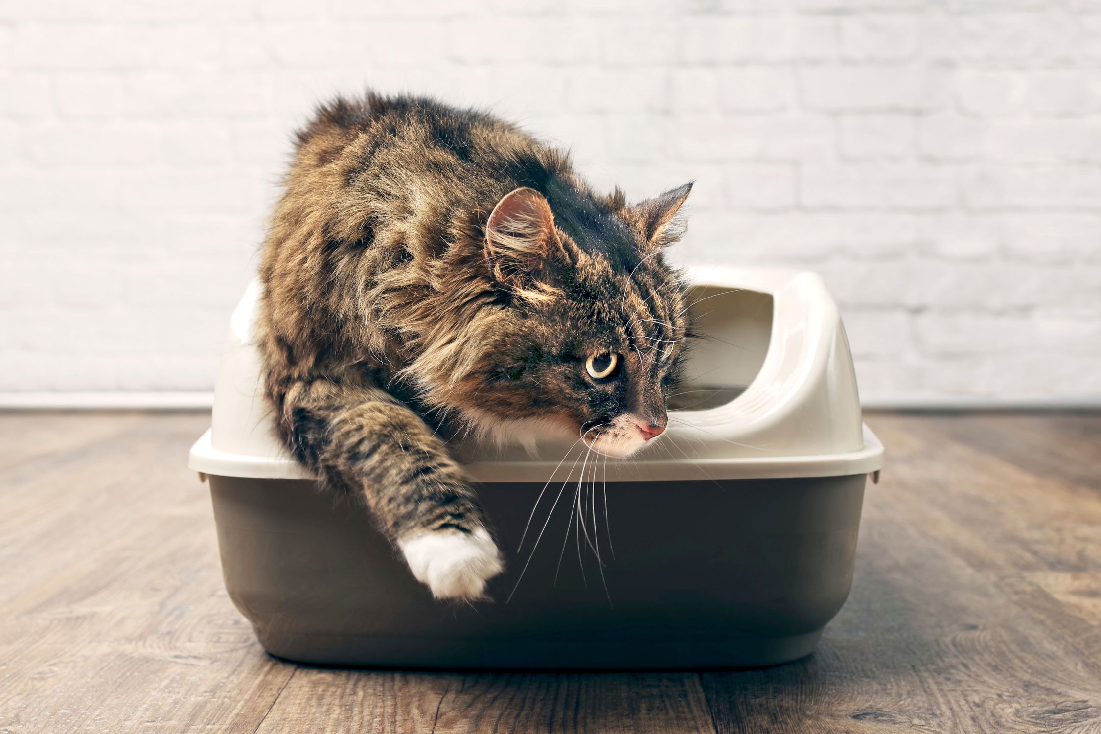 Katzenversicherung Blasentzündung: Katze geht aus Katzentoilette