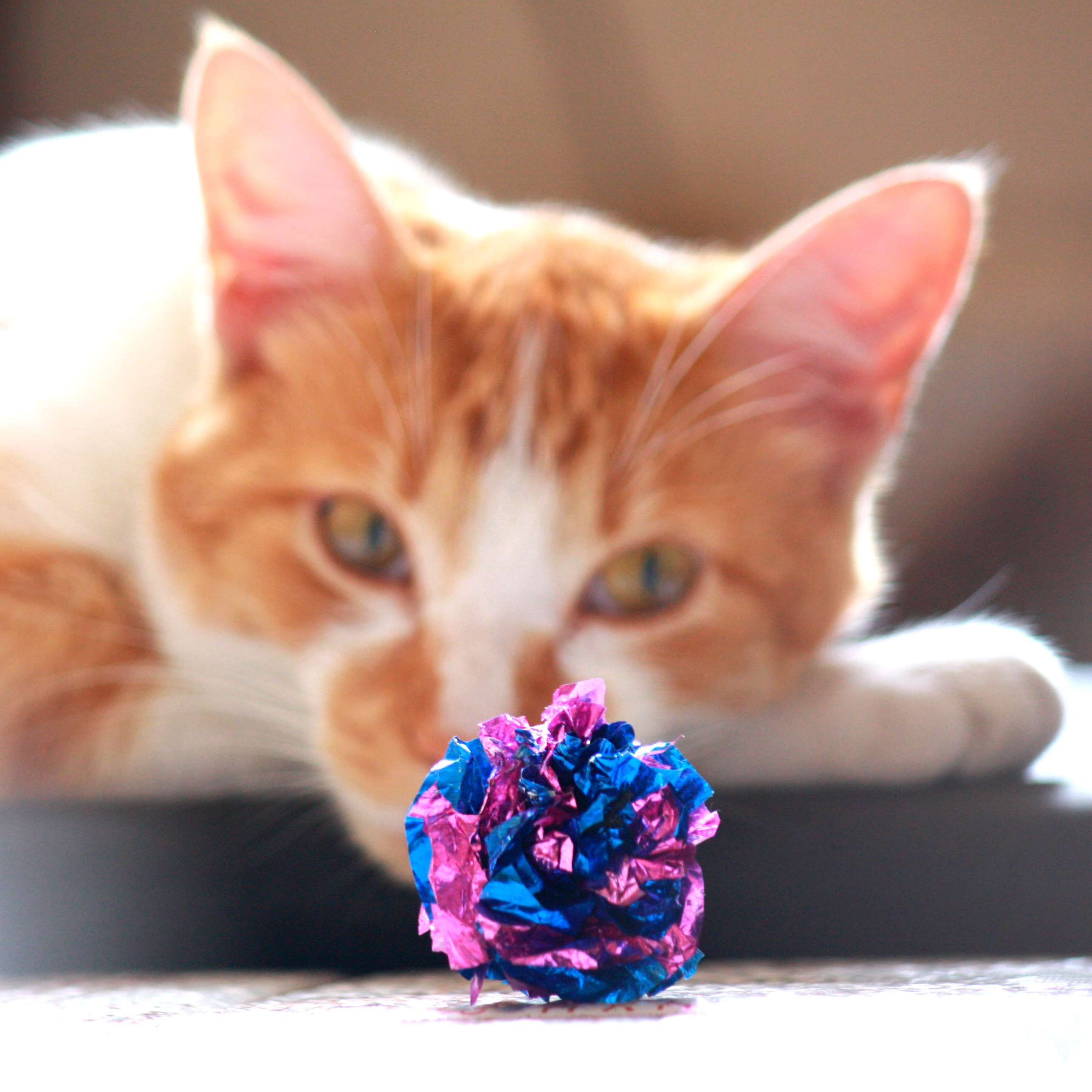 Allianz - Clickertraining Katze: Katze starrt Spielzeug an