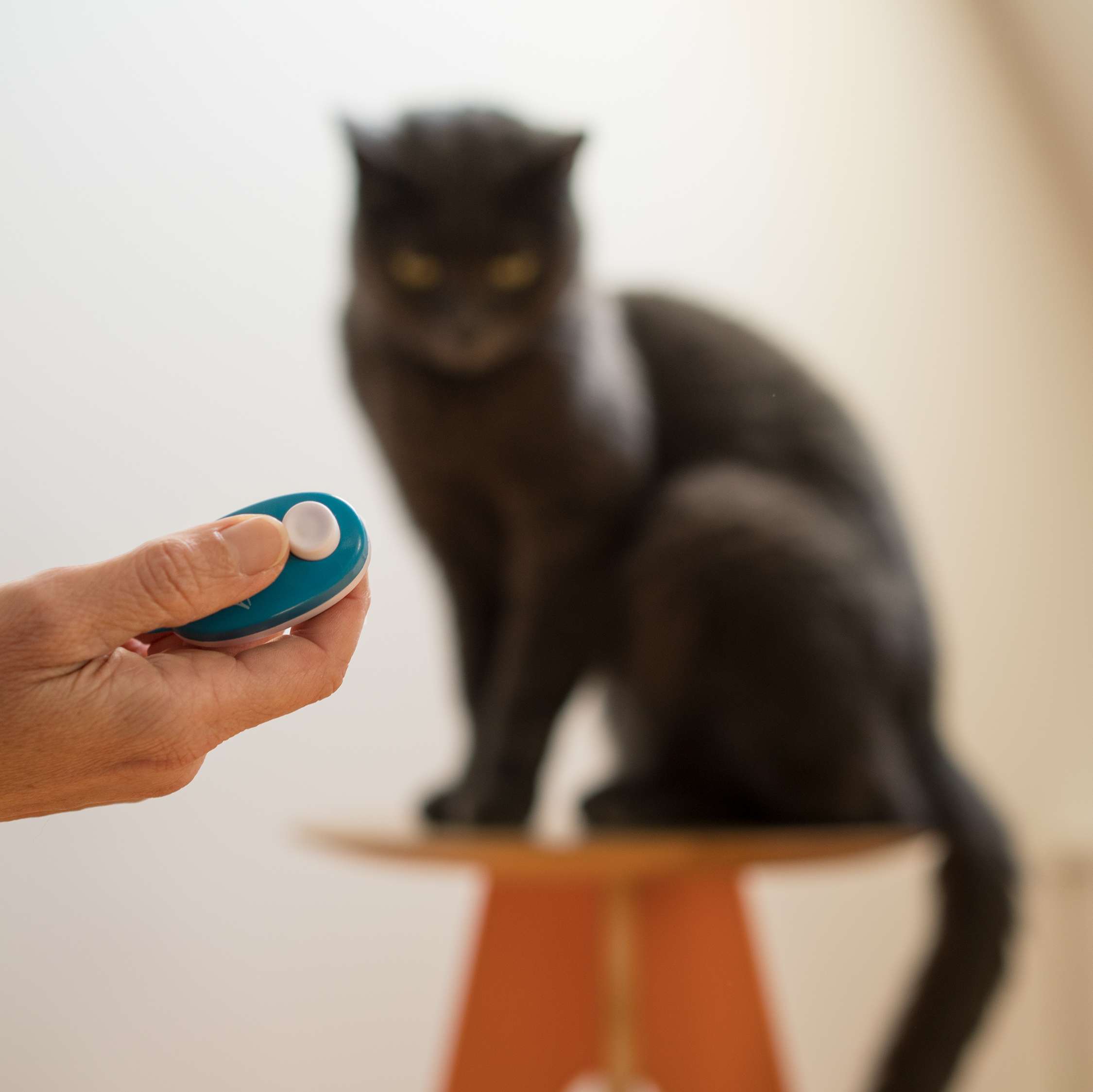 Allianz - Katze mit Clicker trainieren: Hand hält Clicker, im Hintergund eine Katze