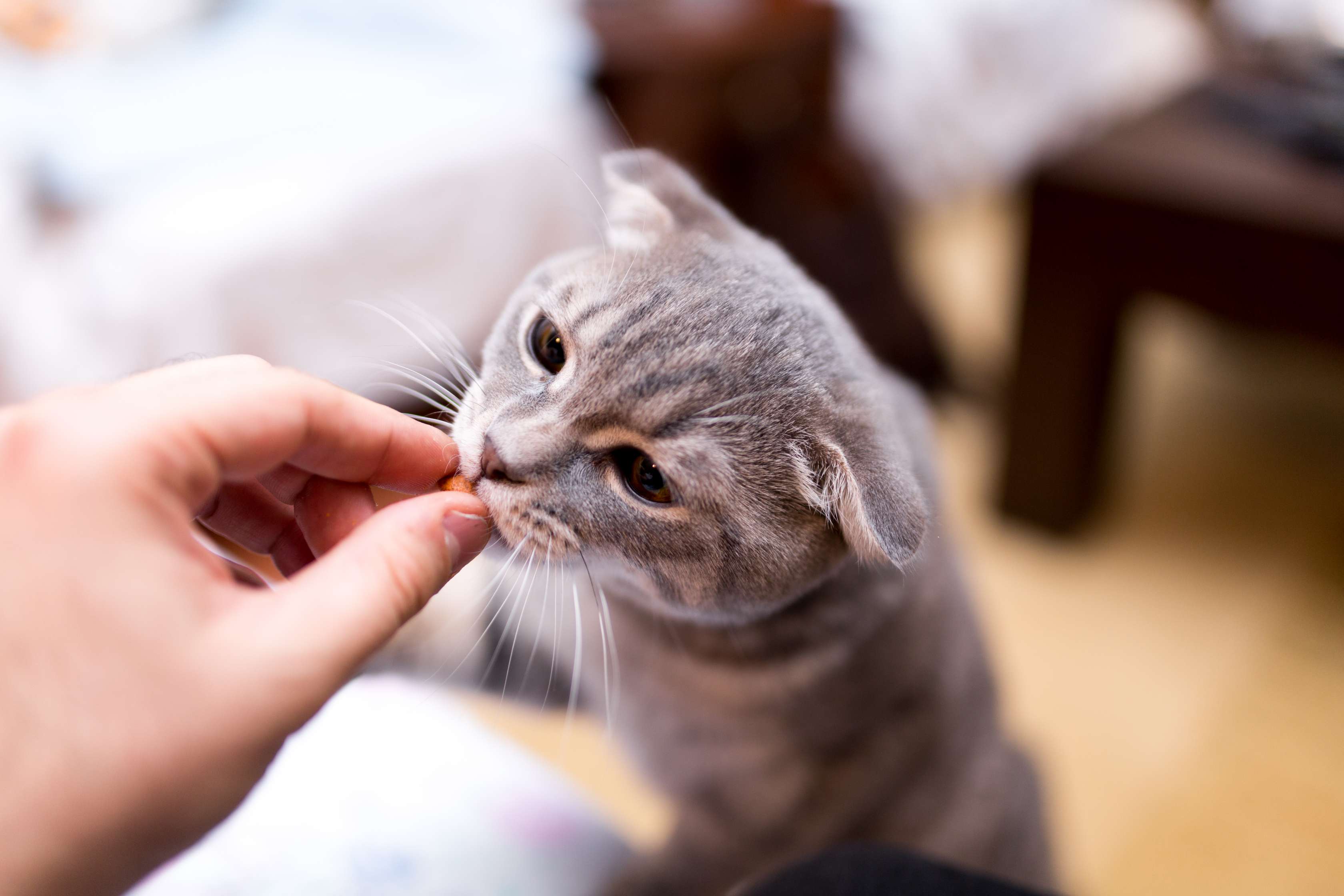 Allianz - Clickertraining mit Katzen: Katze wird mir Leckerli belohnt