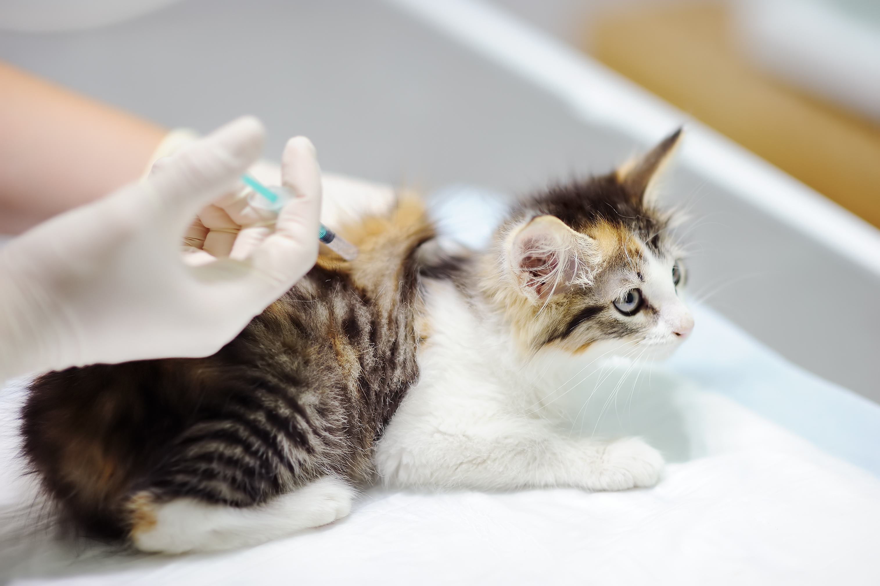Allianz - Katze Impfung: Katze bekommt eine Spritze