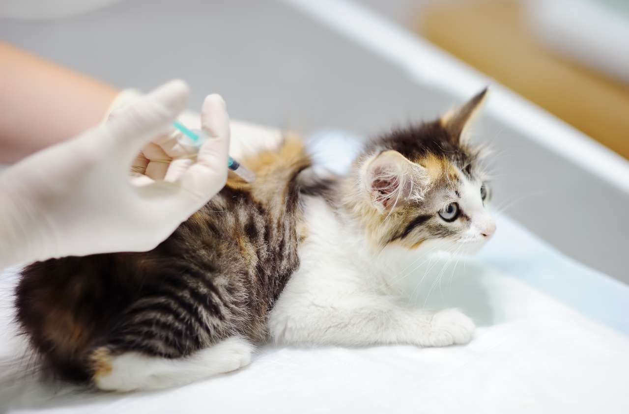Katzenallergie Impfung Kosten