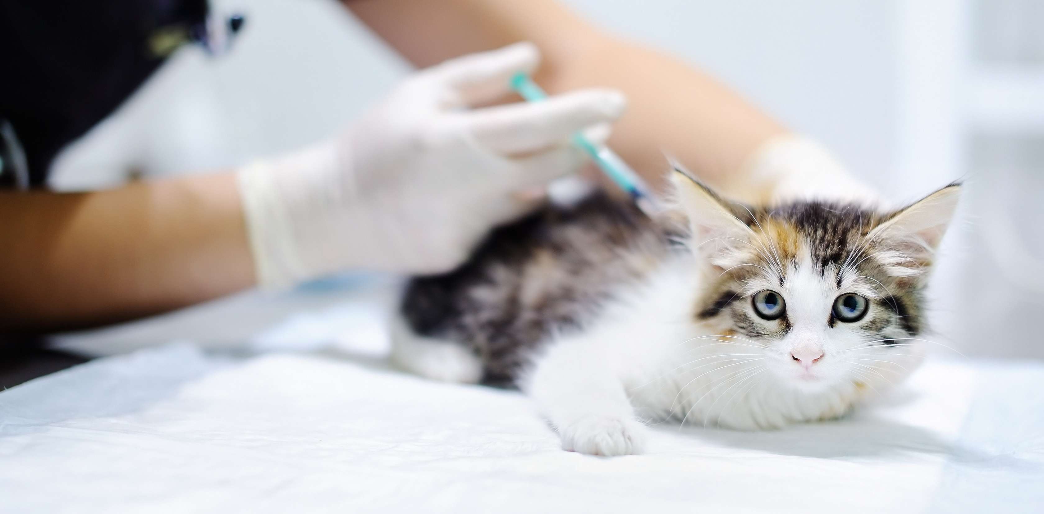 Junges Kätzchen beim Tierarzt