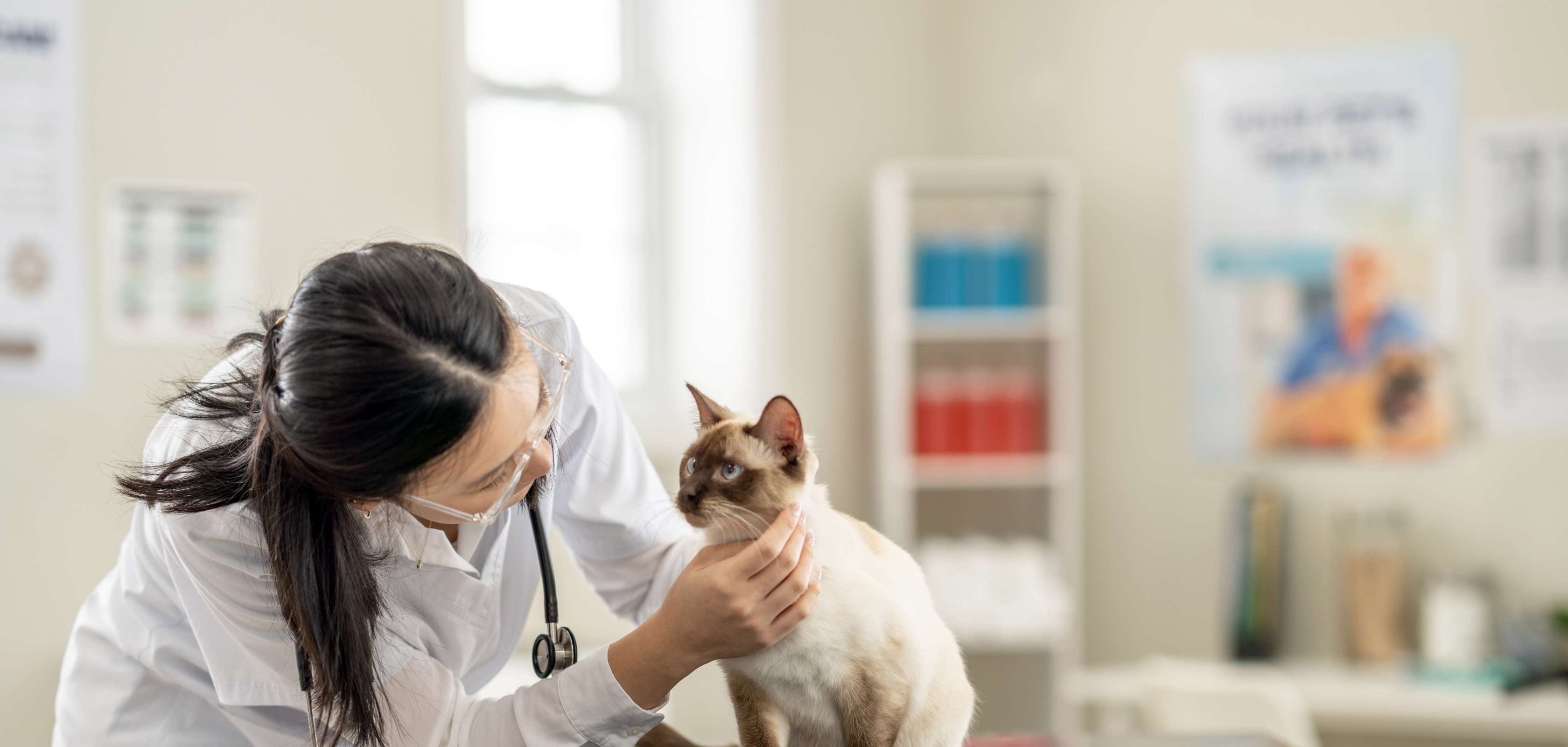 Katze kastrieren: Katze beim einer Tierärztin auf dem Behandlungstisch