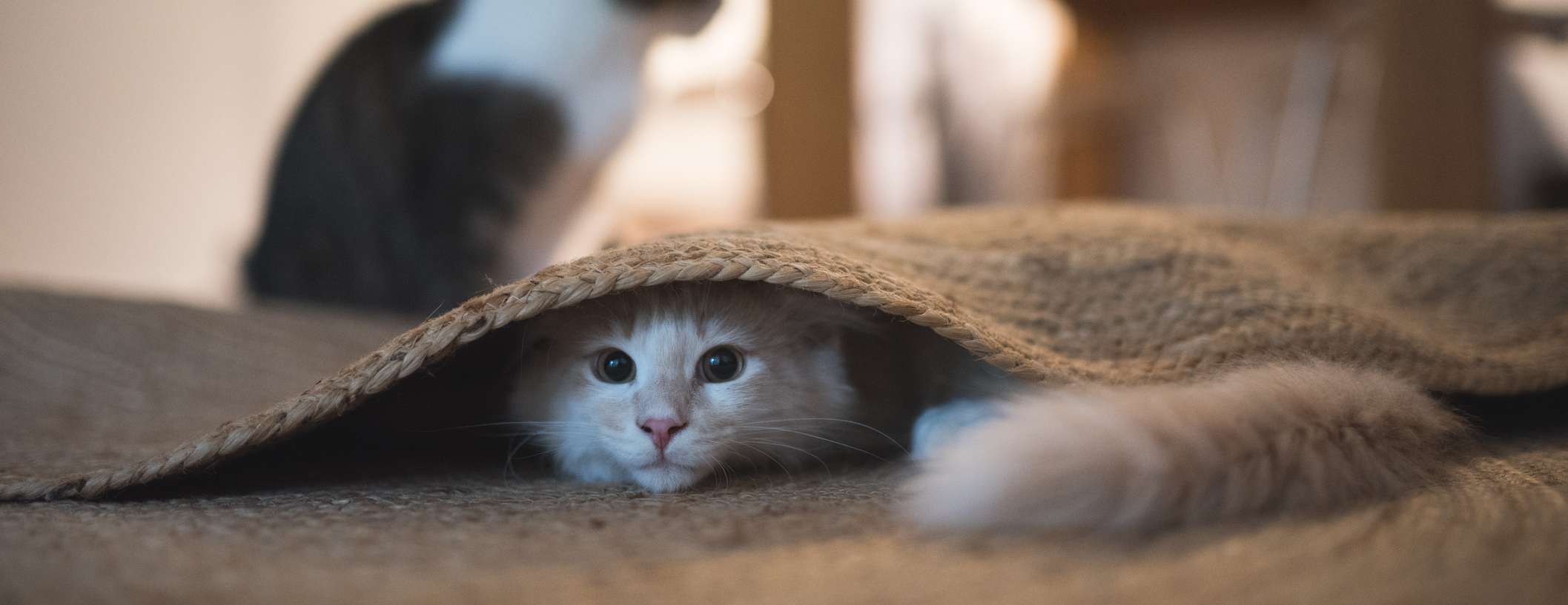Allianz - Katzenversicherung - Katze vermisst: Rote Katze unter Teppich
