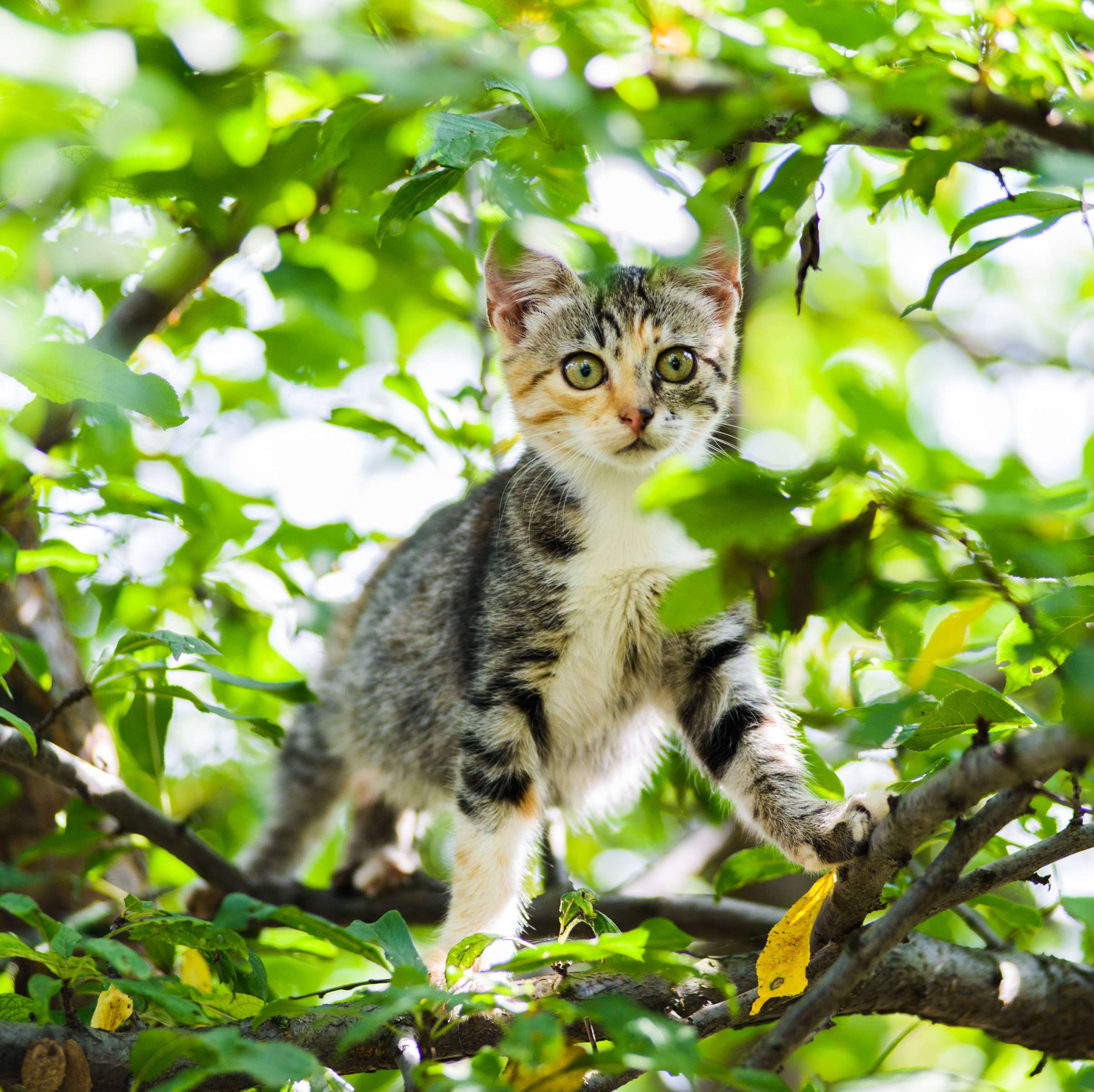 Allianz - Katzenversicherung - Dreifarbiges Kitten sitzt im Baum