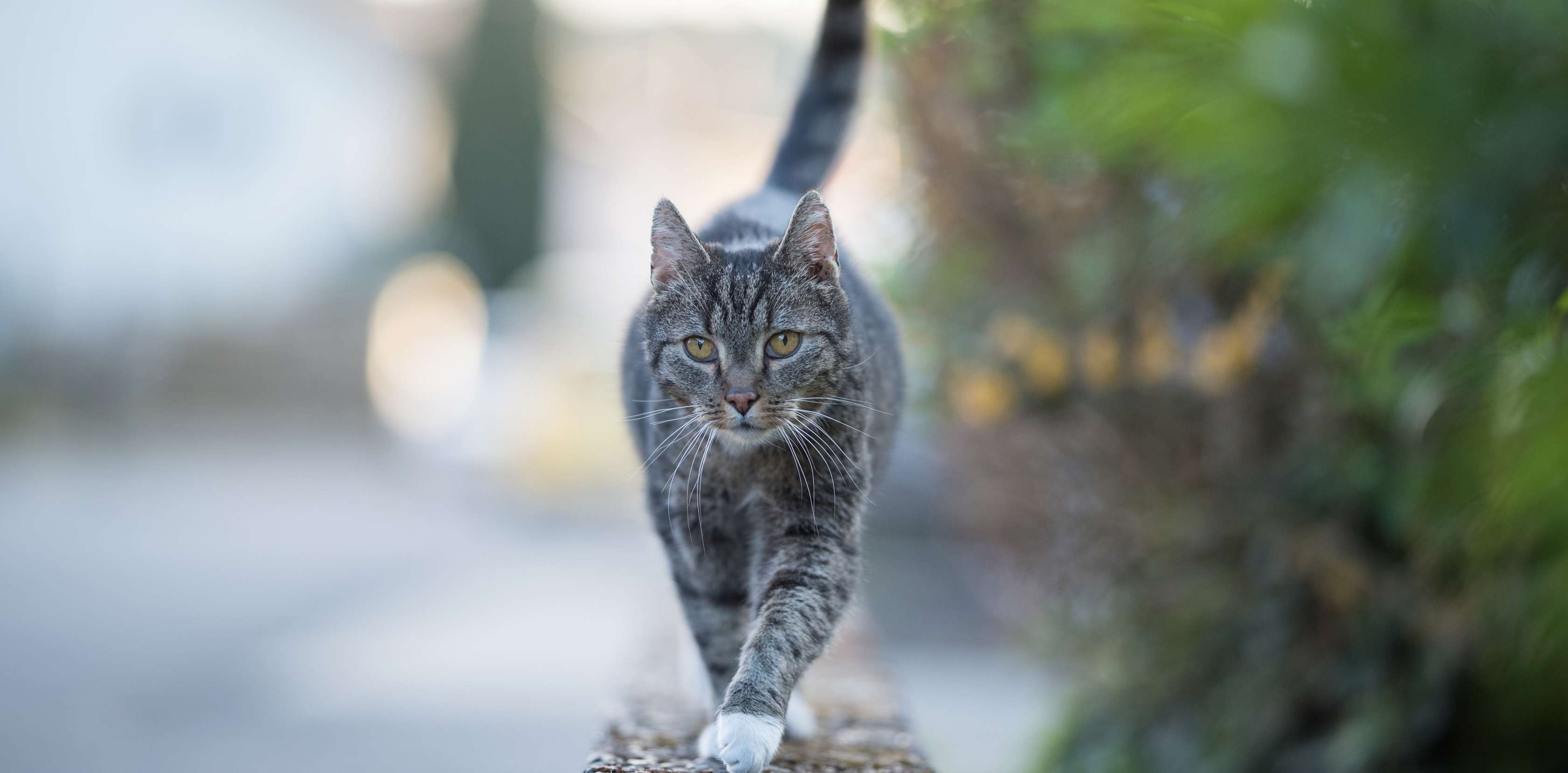 Allianz - Katzenversicherung - Katze Vermisst: Grau-getigerte Katze frontal Aufnahme
