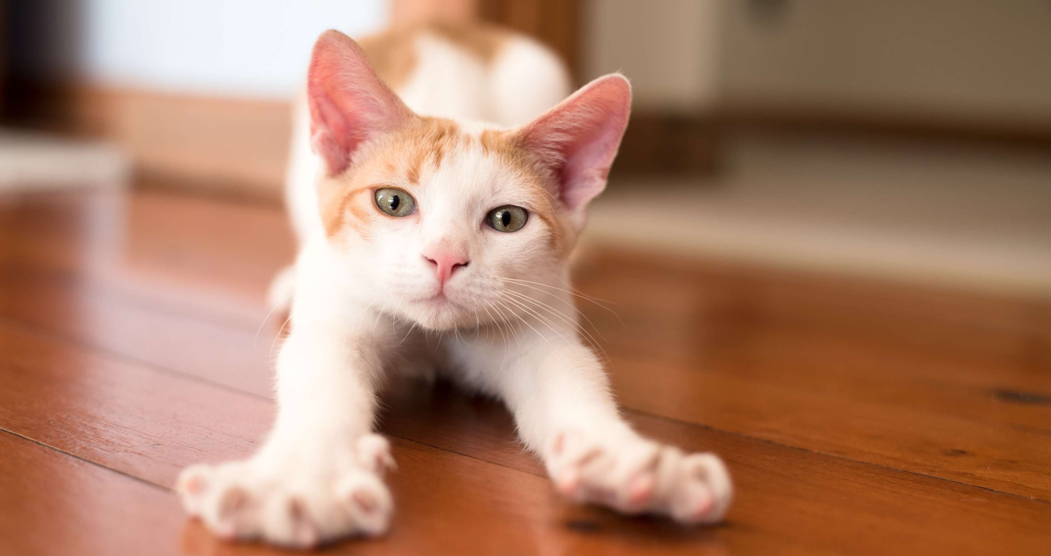 Allianz - Katzenversicherung - Verstopfung: Rot-weiße Katze streckt sich
