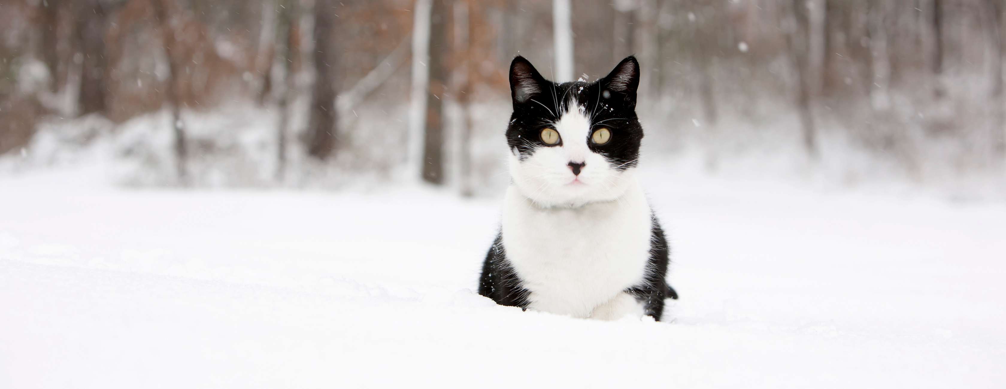Allianz - Katze im Schnee