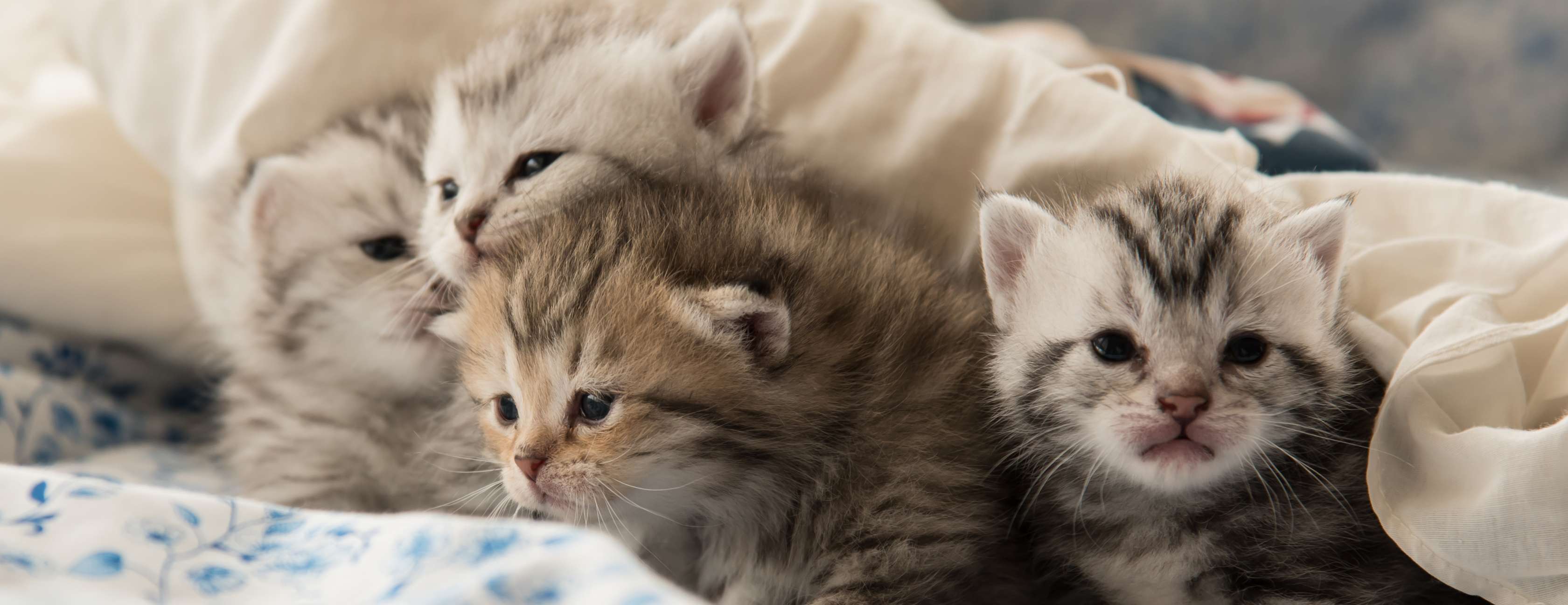 Allianz - Katze erziehen: Vier Katzenjunge unter einer Decke