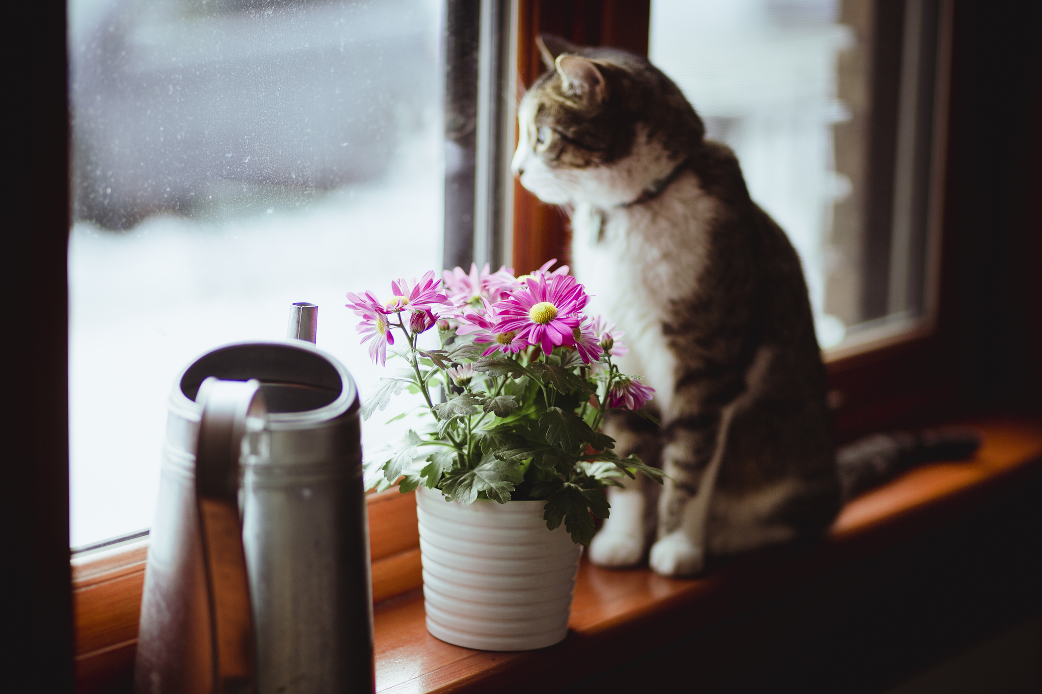 Allianz - Katze erziehen: Katze schaut aus dem Fenster