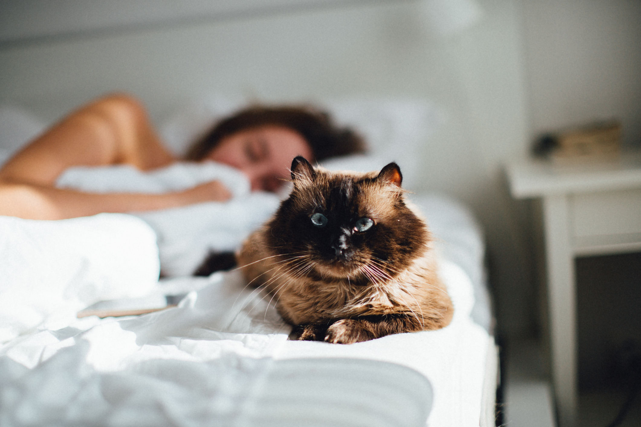 Allianz - Katze erziehen: Katze liegt im Bett