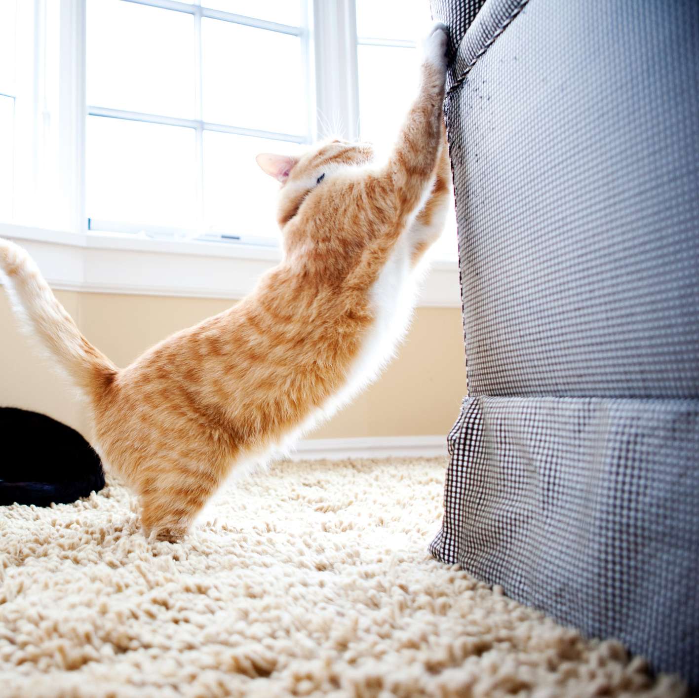 Rotgetigerte Katze kratzt am Sofa