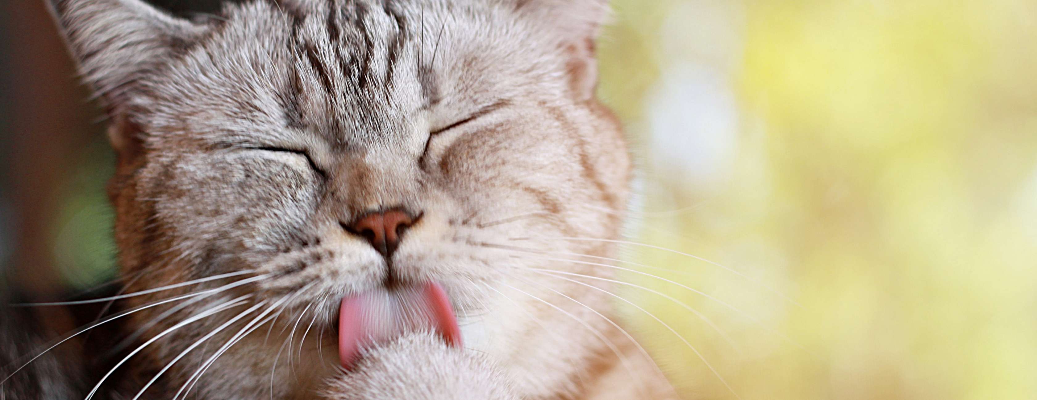 Allianz - Katzenallergie: Katze putzt ihre Pfote