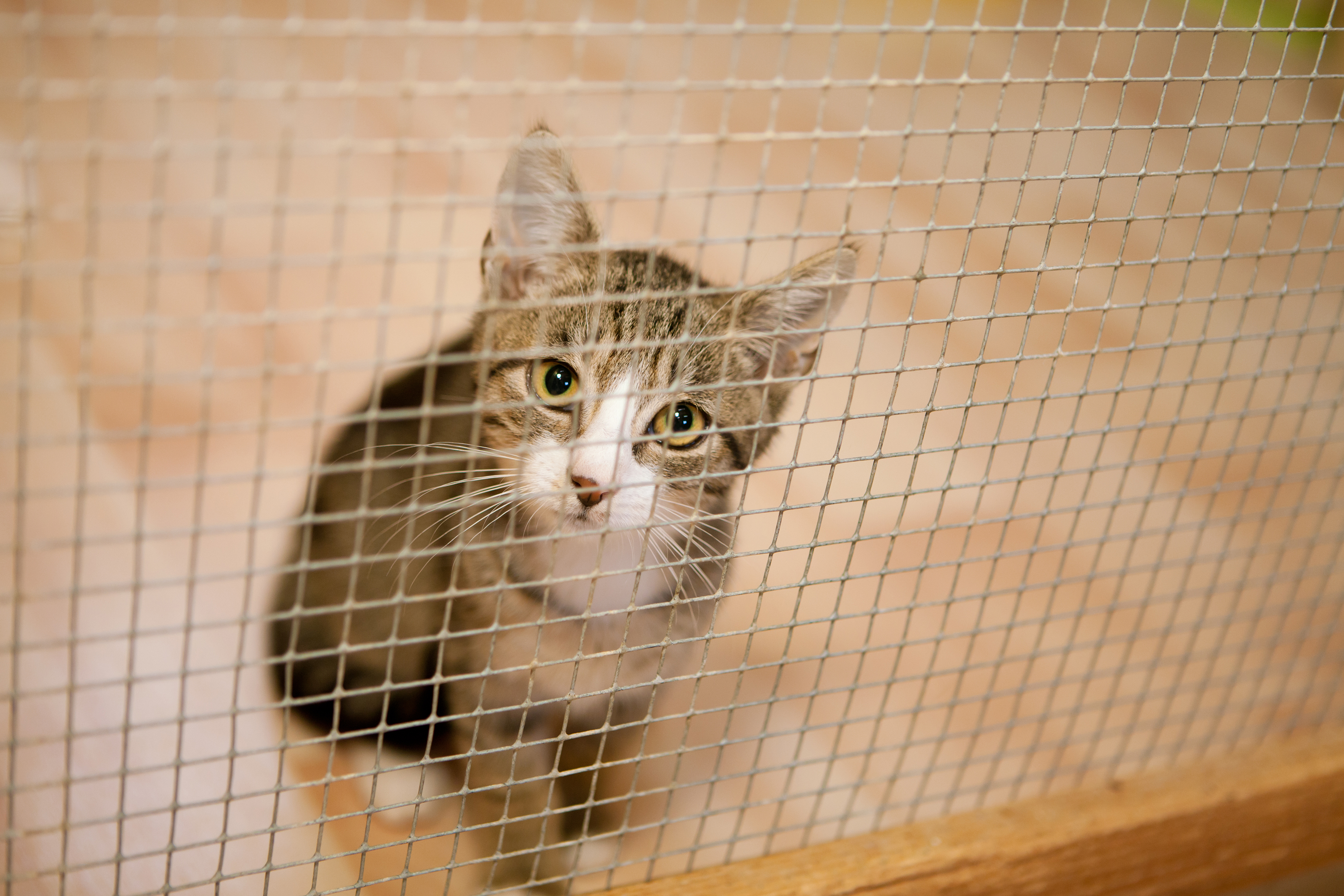 Allianz - Katzenallergie: Katze schaut traurig hinter einem Gitter