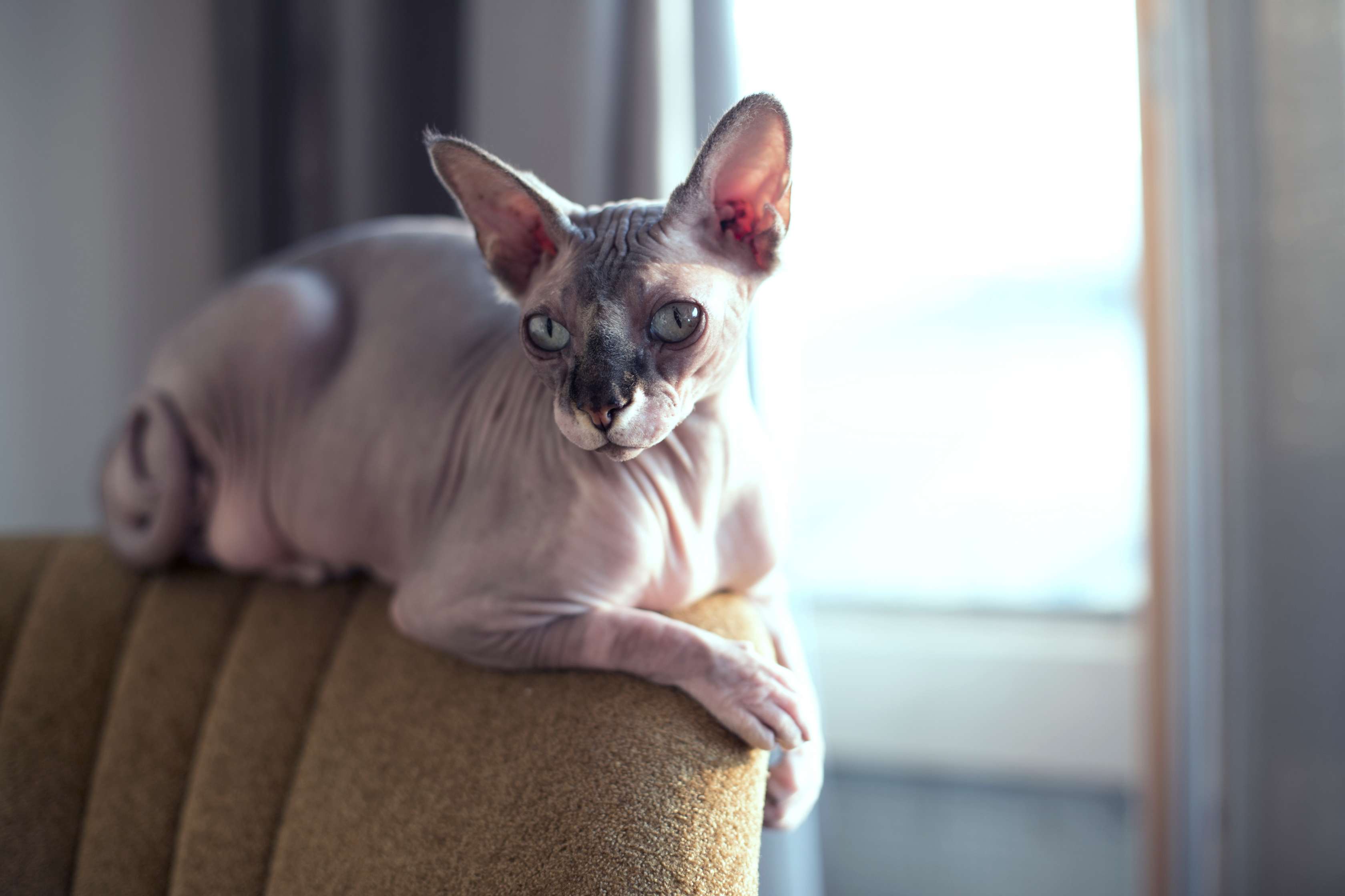 Allianz - Katzenallergie: Nacktkatze Sphynx von der Seite