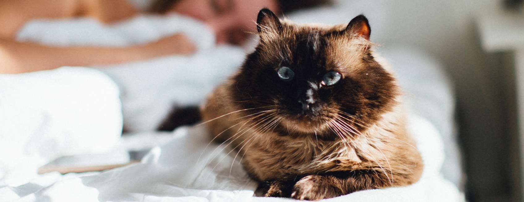 Allianz - Katzenfreundliche Wohnung: Katze schaut neugierig über Balkongeländer