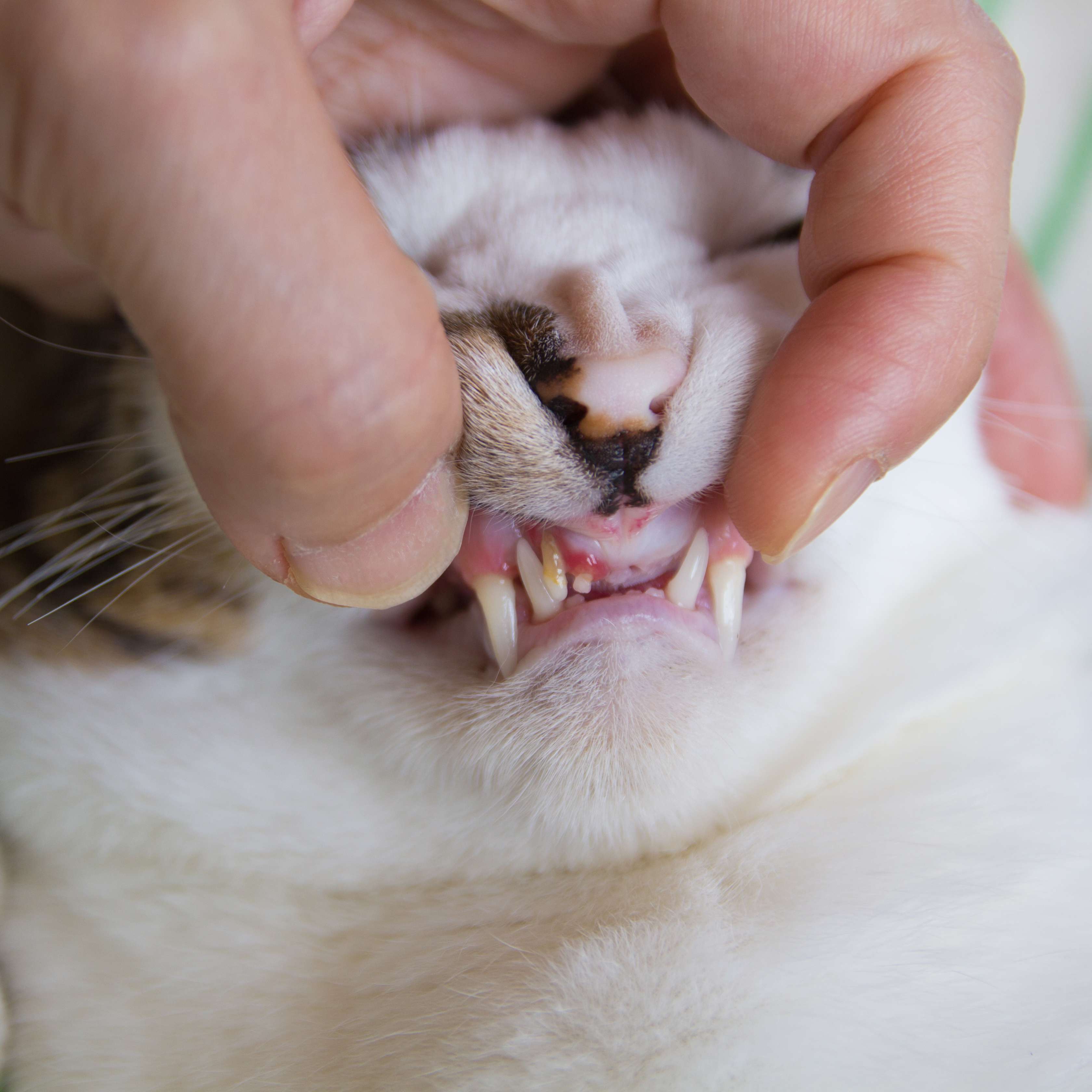 Allianz - Katze wird vom Tierarzt an den Zähnen untersucht