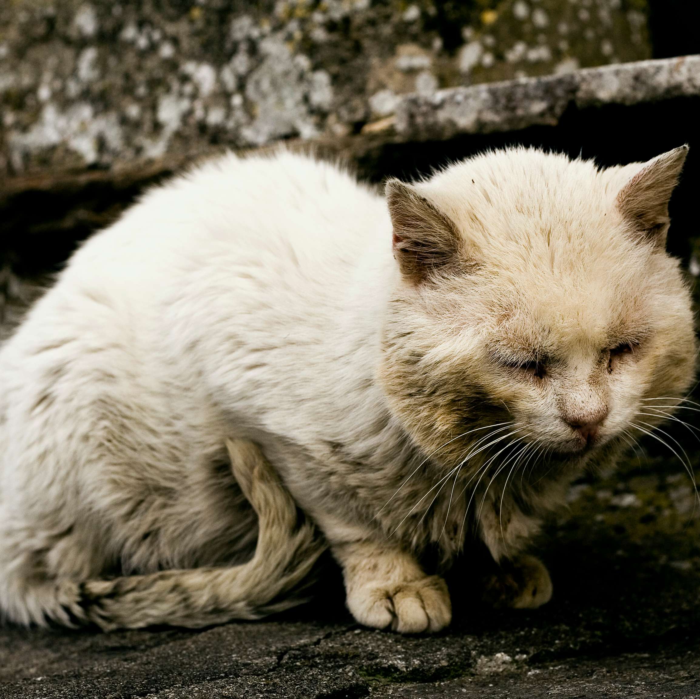 Weisse, krank aussehende Katze schmiegt sich an die Treppe