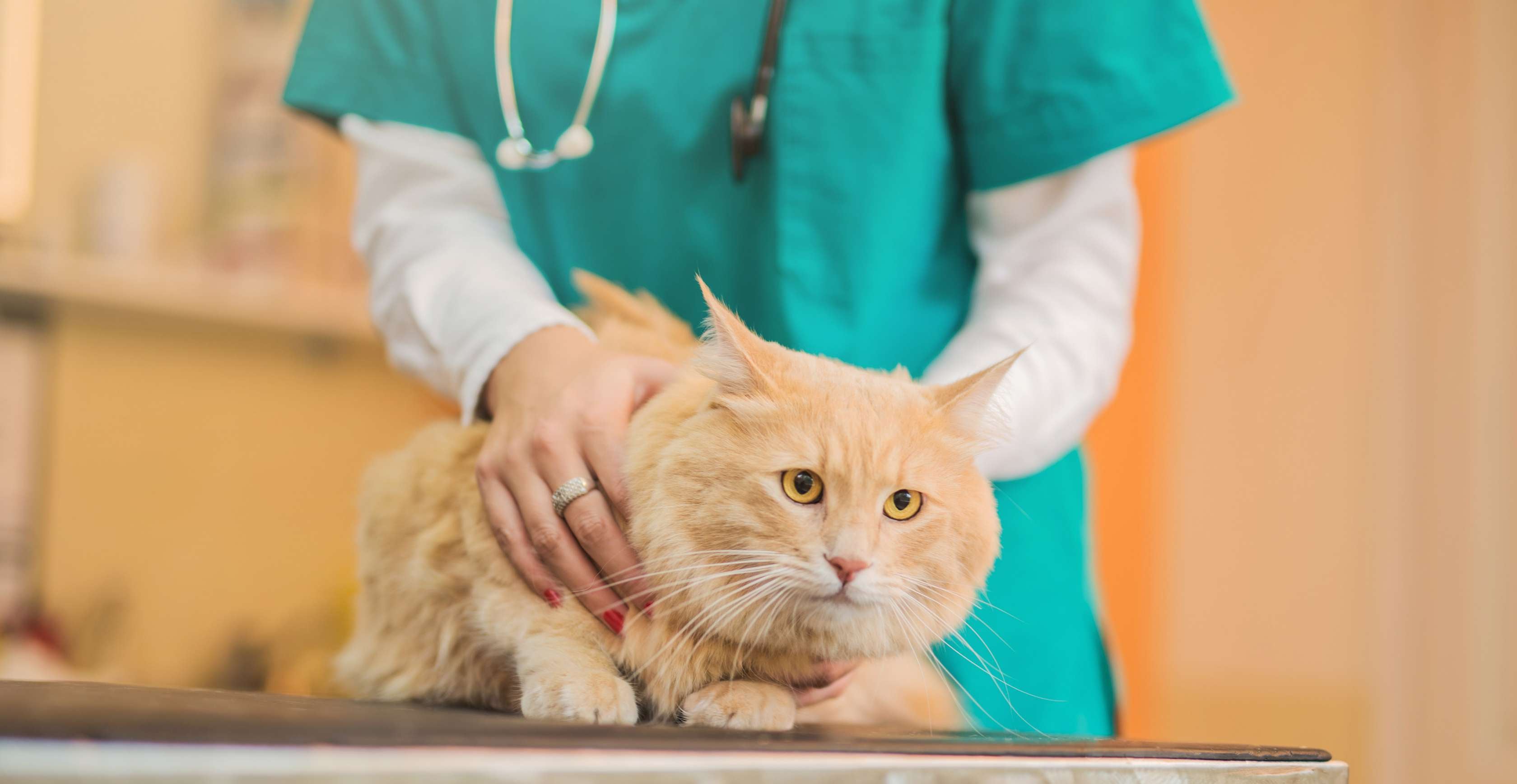 Diabetes bei der Katze: Eine rote Main Coone wird von einer Tierärztin auf einem Tisch festgehalten