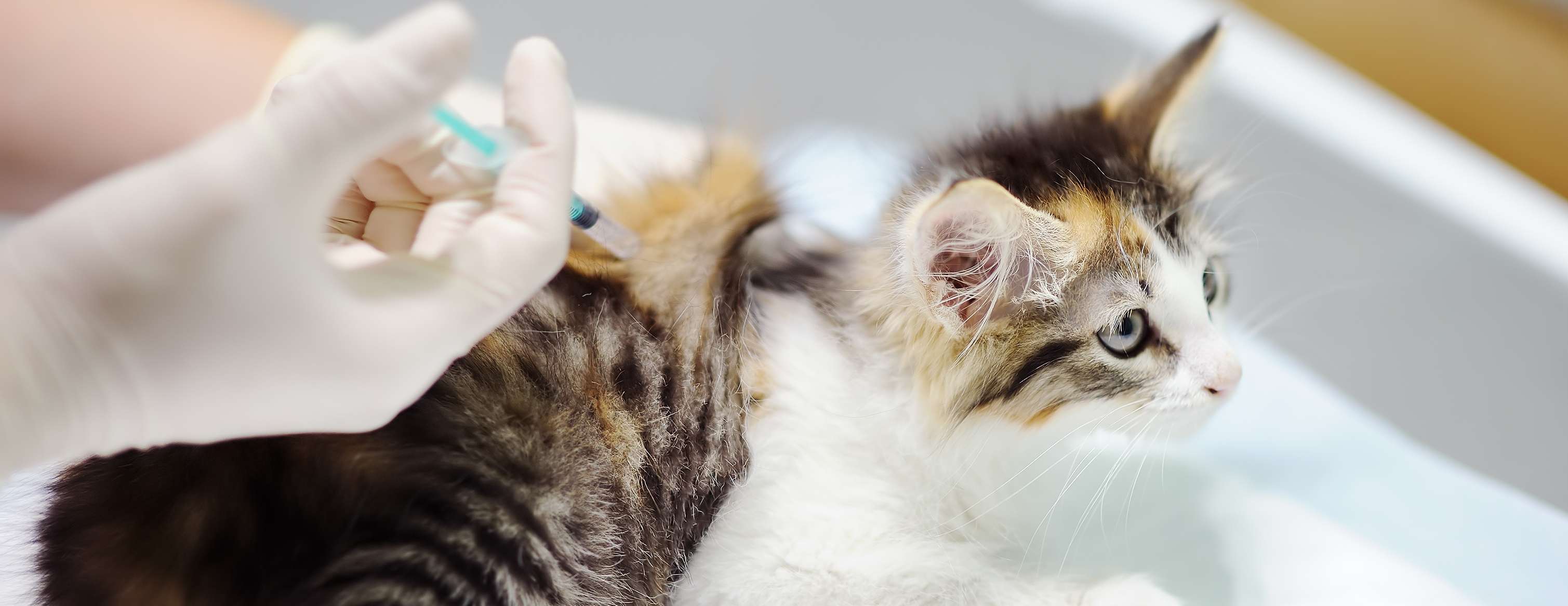 Allianz - Eine Katze wird beim Tierarzt geimpft.
