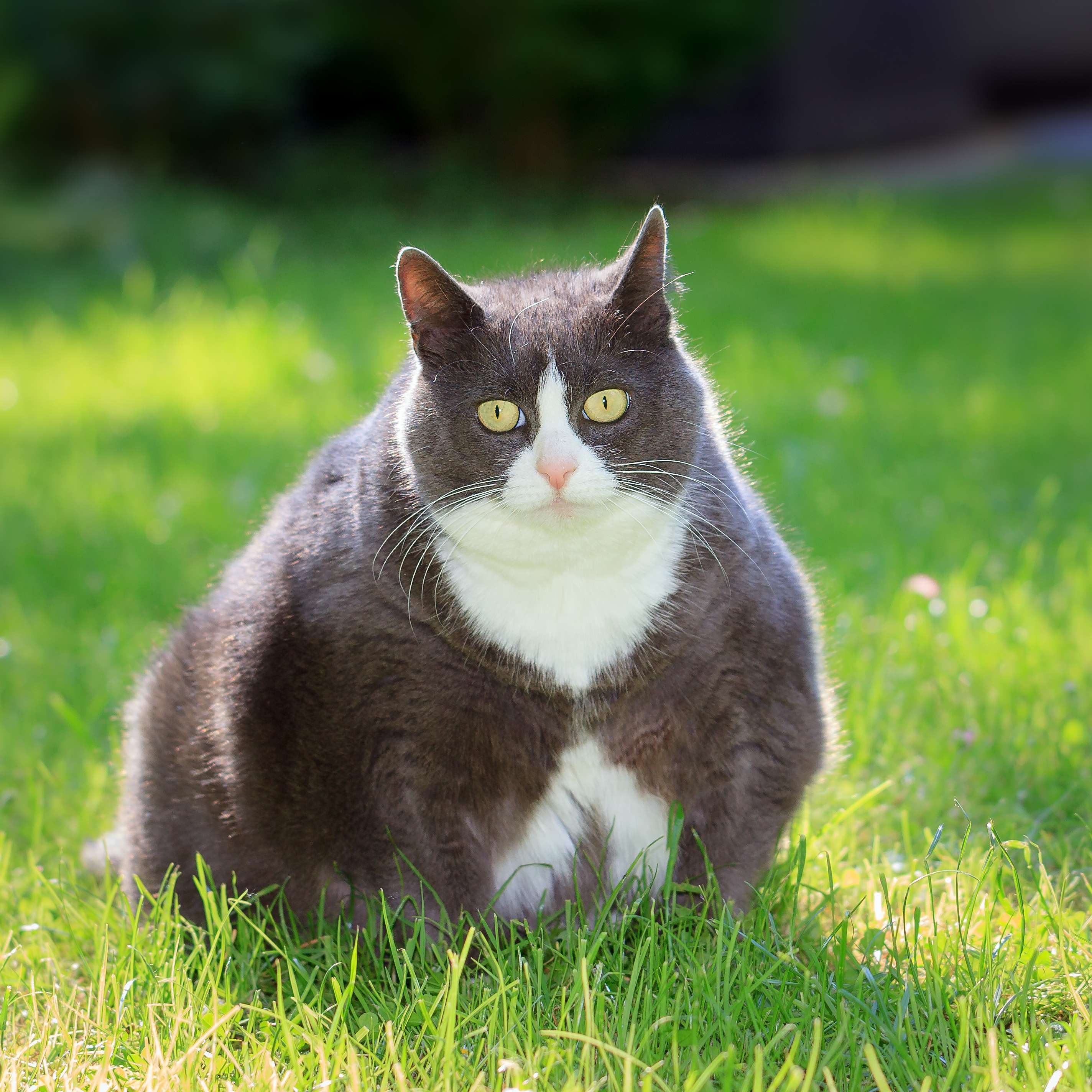 Allianz - Dicke Katze sitzt im Gras