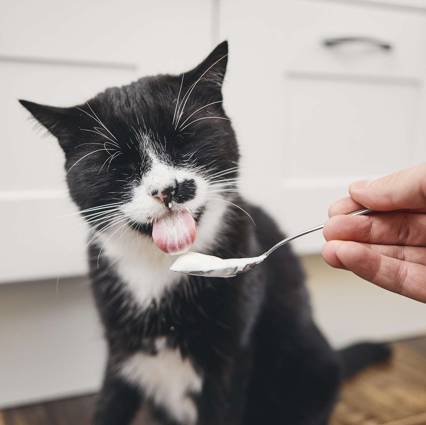 Katze schleckt Joghurt von Löffel