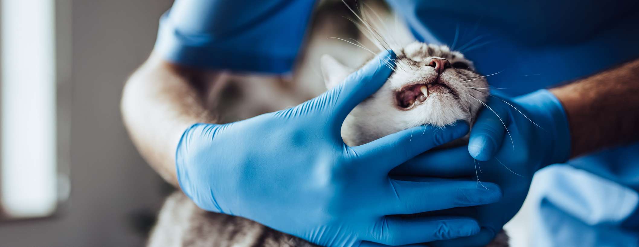 Katze in Behandlung beim Tierarzt
