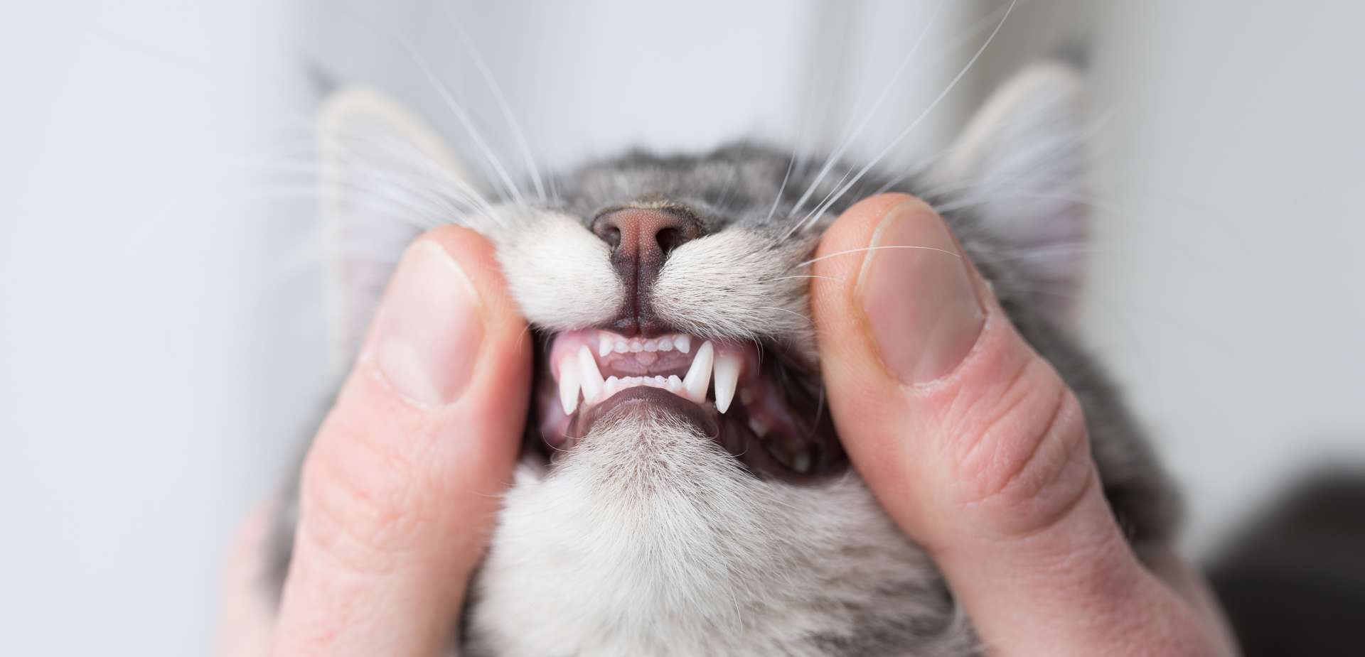 FORL bei der Katze: Symptome, Behandlung & Kosten | Allianz
