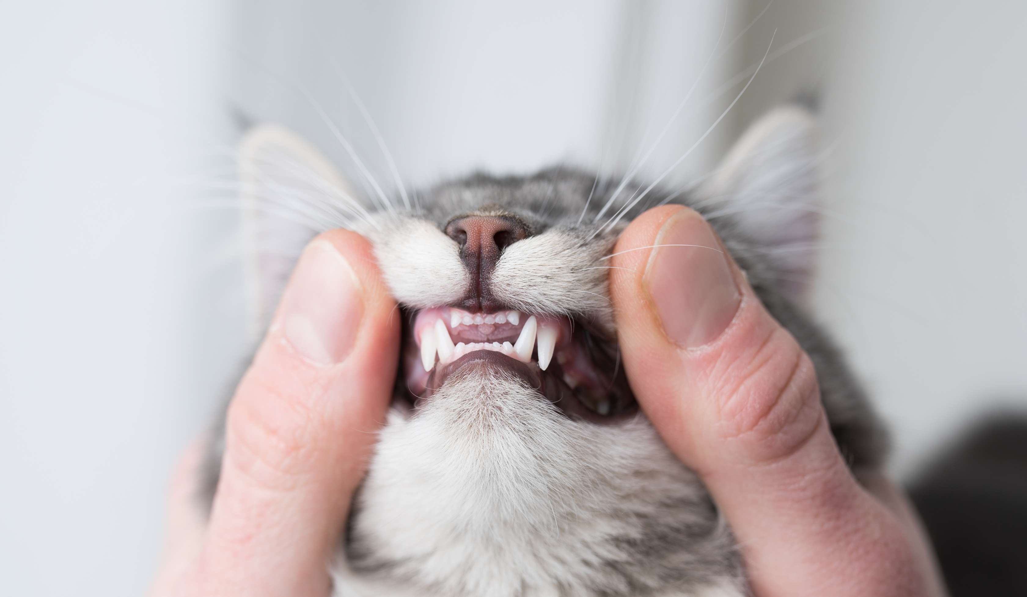 Person hält Katze mit zwei Fingern am Kopf fest, um Zähne zu untersuchen