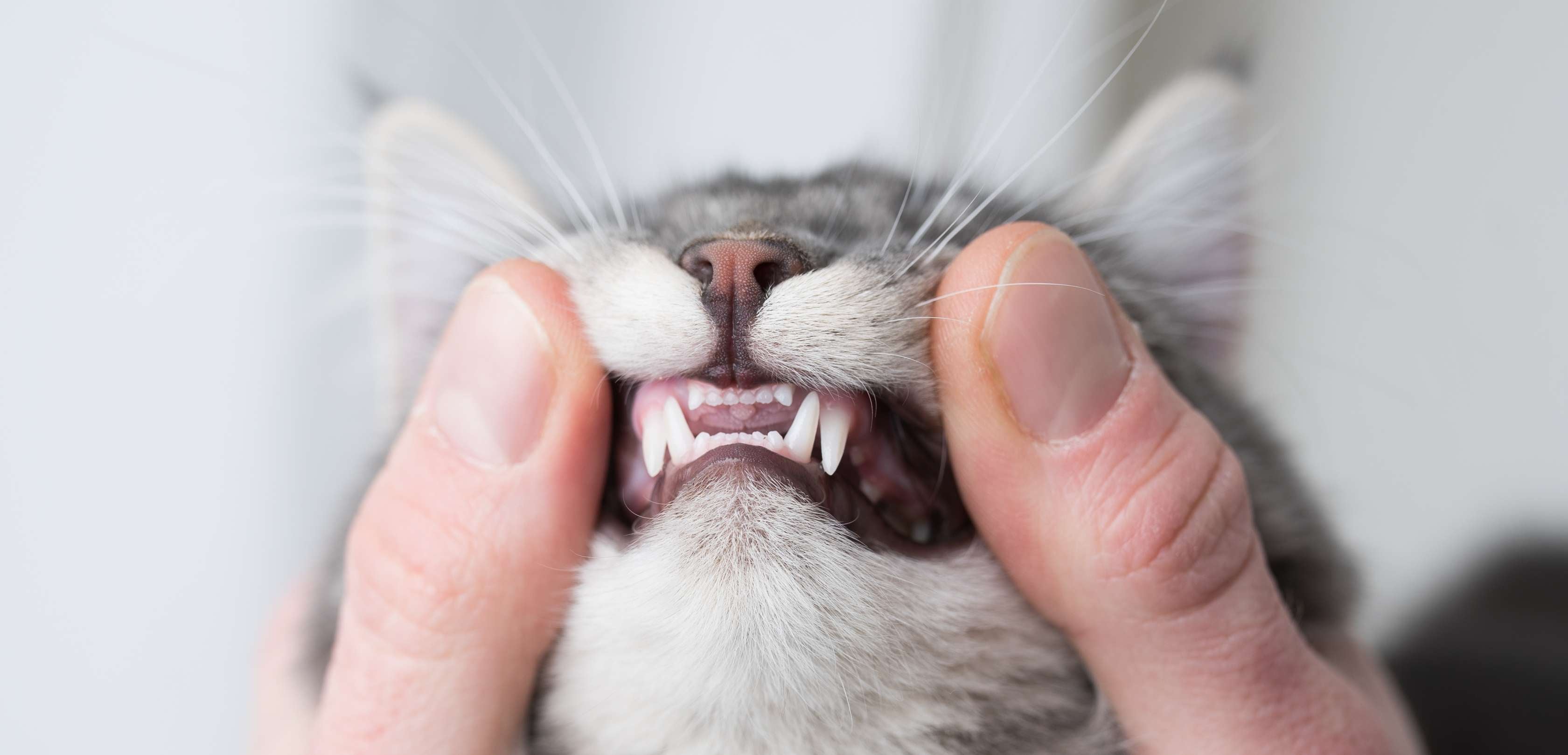 FORL Katze: Person hält Katze mit zwei Fingern am Kopf fest, um Zähne zu untersuchen