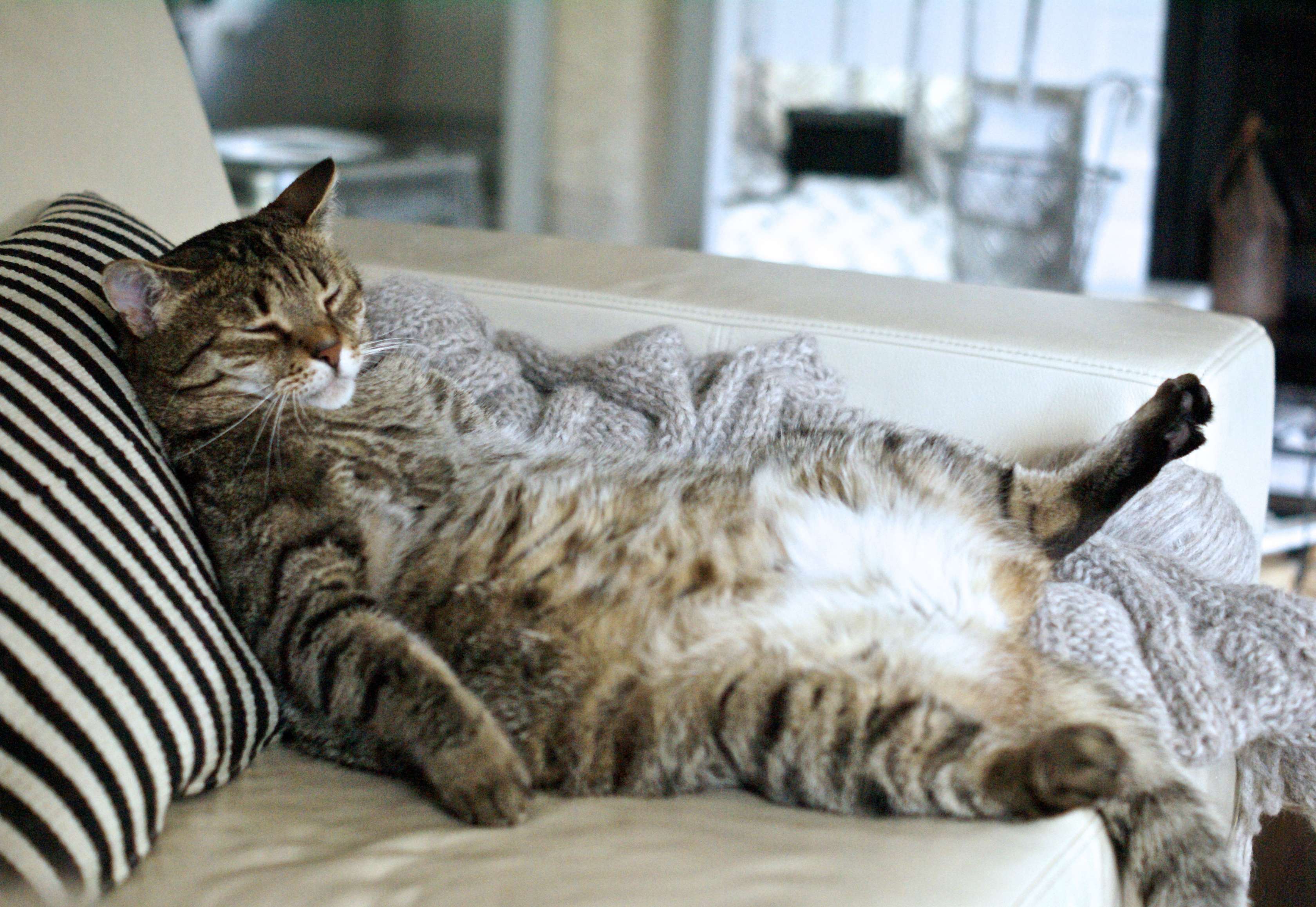 Allianz - Übergewichtige Katze schläft auf dem Rücken
