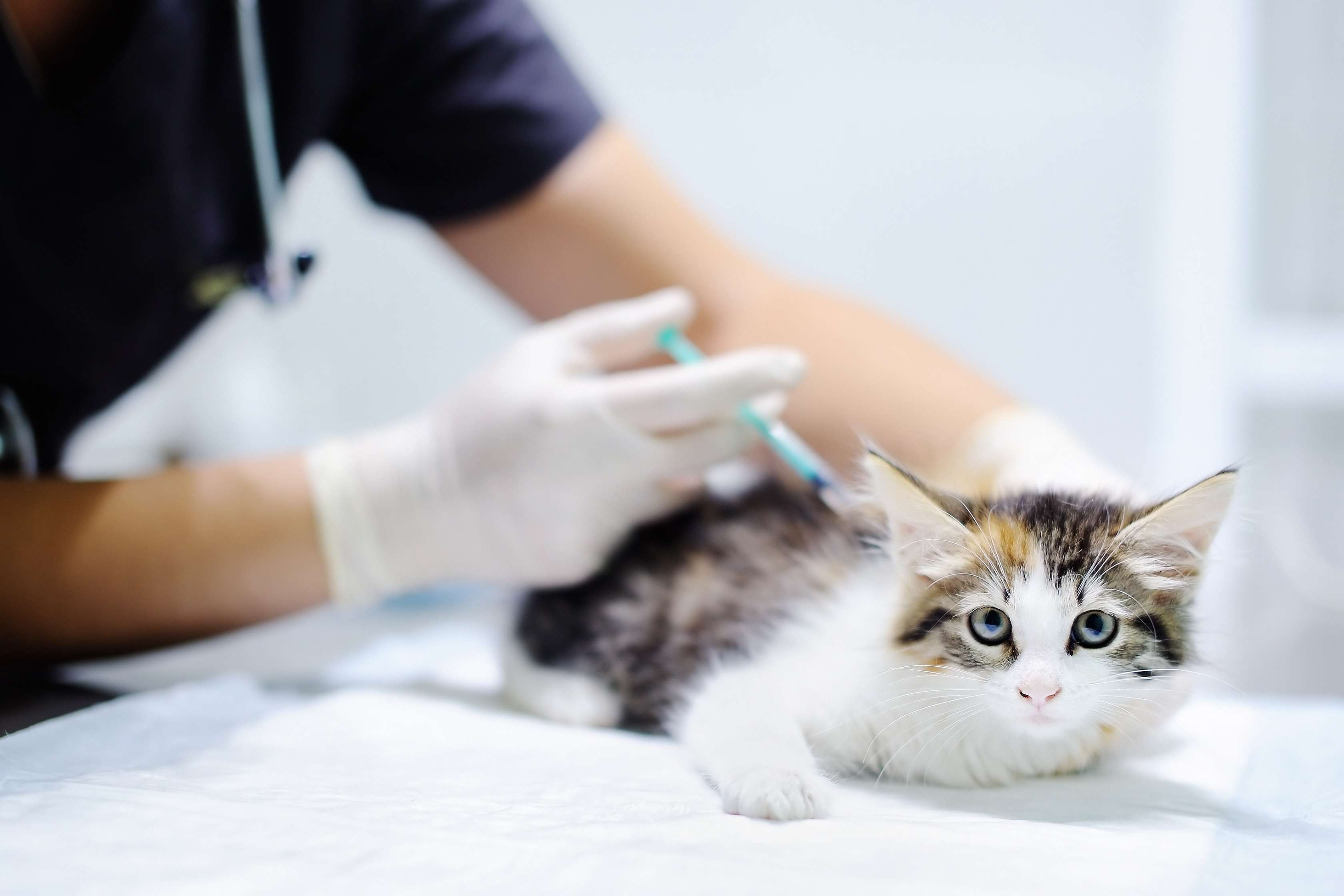 Tierarzt verabreicht Katze auf Behandlungstisch eine Injektion