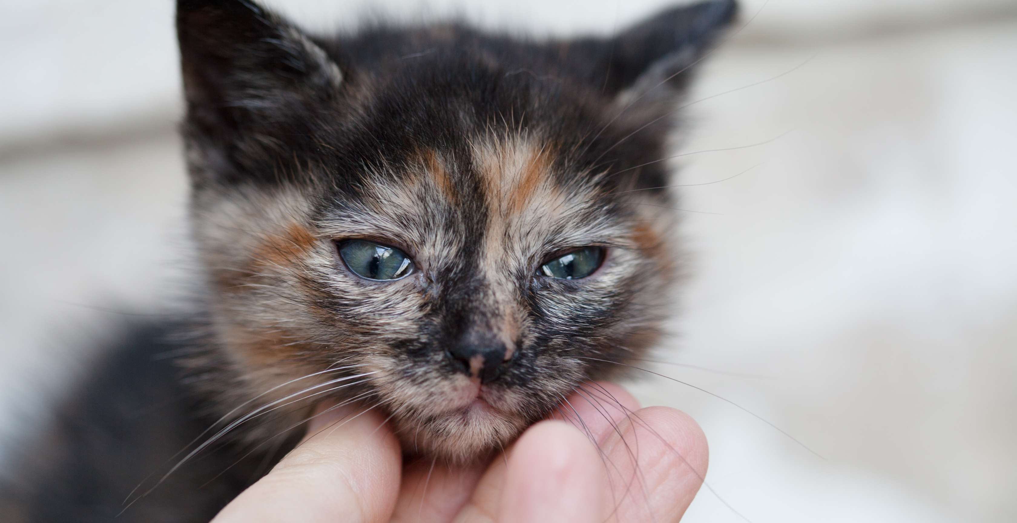 Tricolor Kätzchen mit tränenden Augen legt Köpfchen auf Fingerkuppen einer Person ab