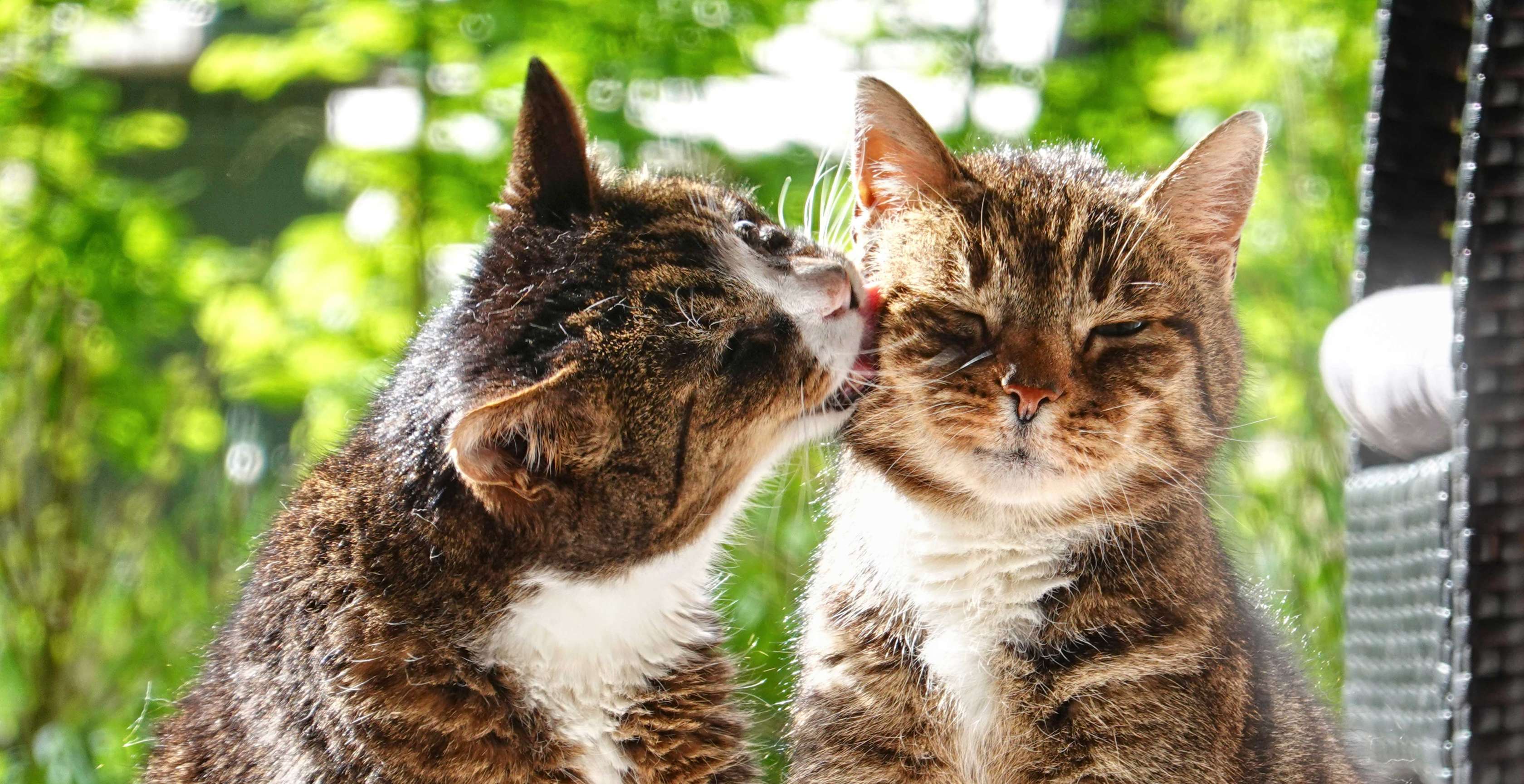 Zwei sich im Gesicht abschleckende Katzen
