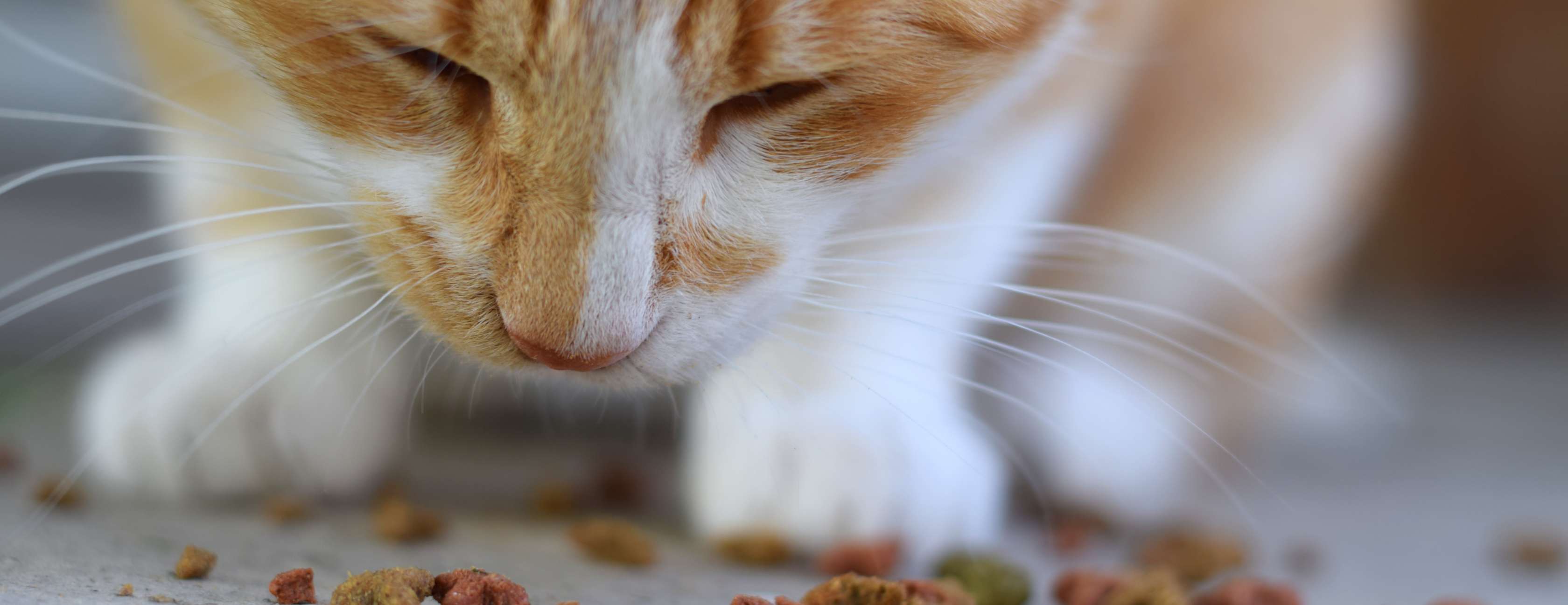 Allianz - Katzennahrung: Katze frisst Trockenfutter
