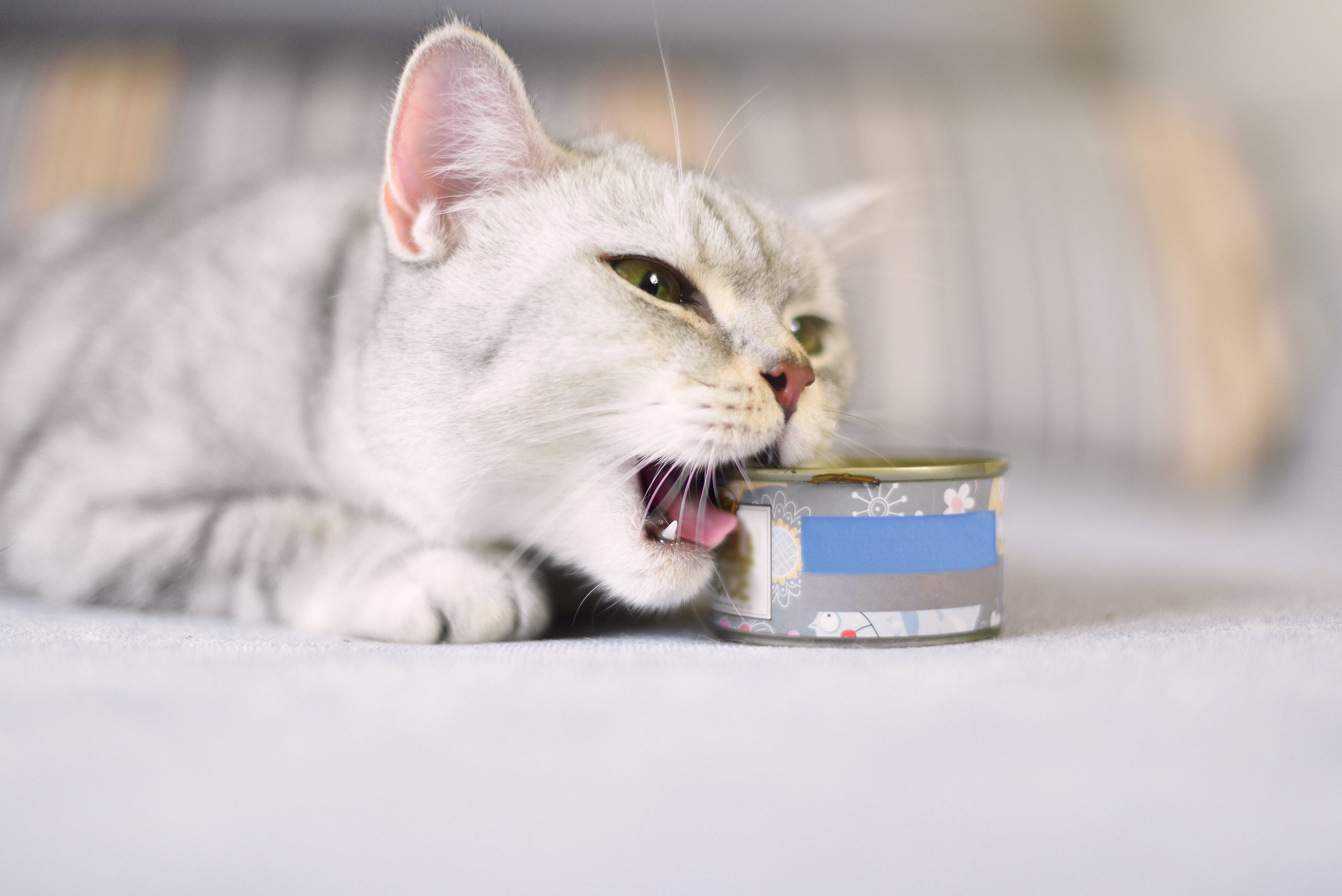 Allianz - Katzennahrung: Katze versucht eine Futterdose aufzubeißen