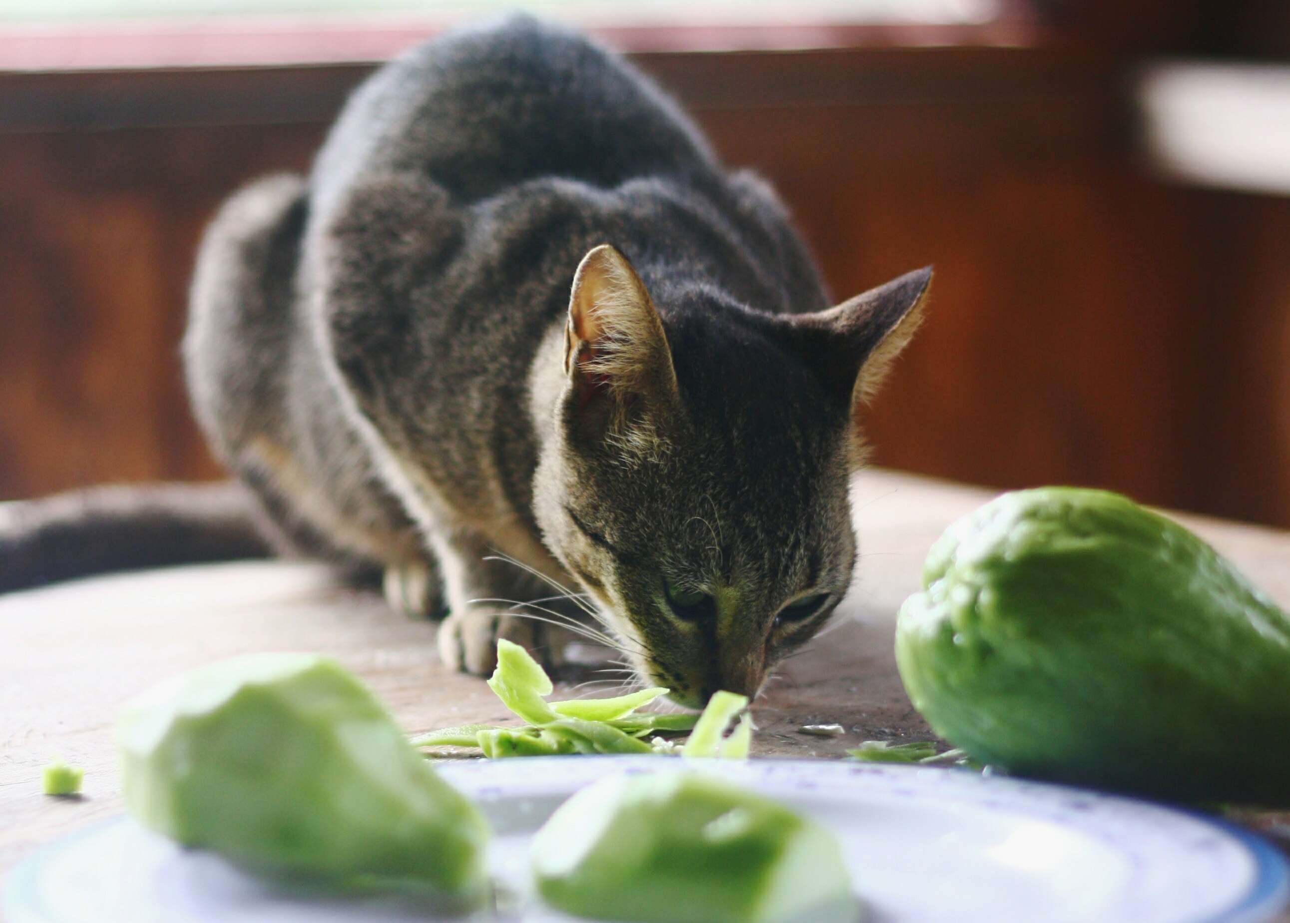 Allianz - Katzennahrung: Katze schnuppert an Gemüse