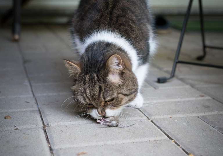Katzennahrung: Das fressen Katzen am liebsten | Allianz