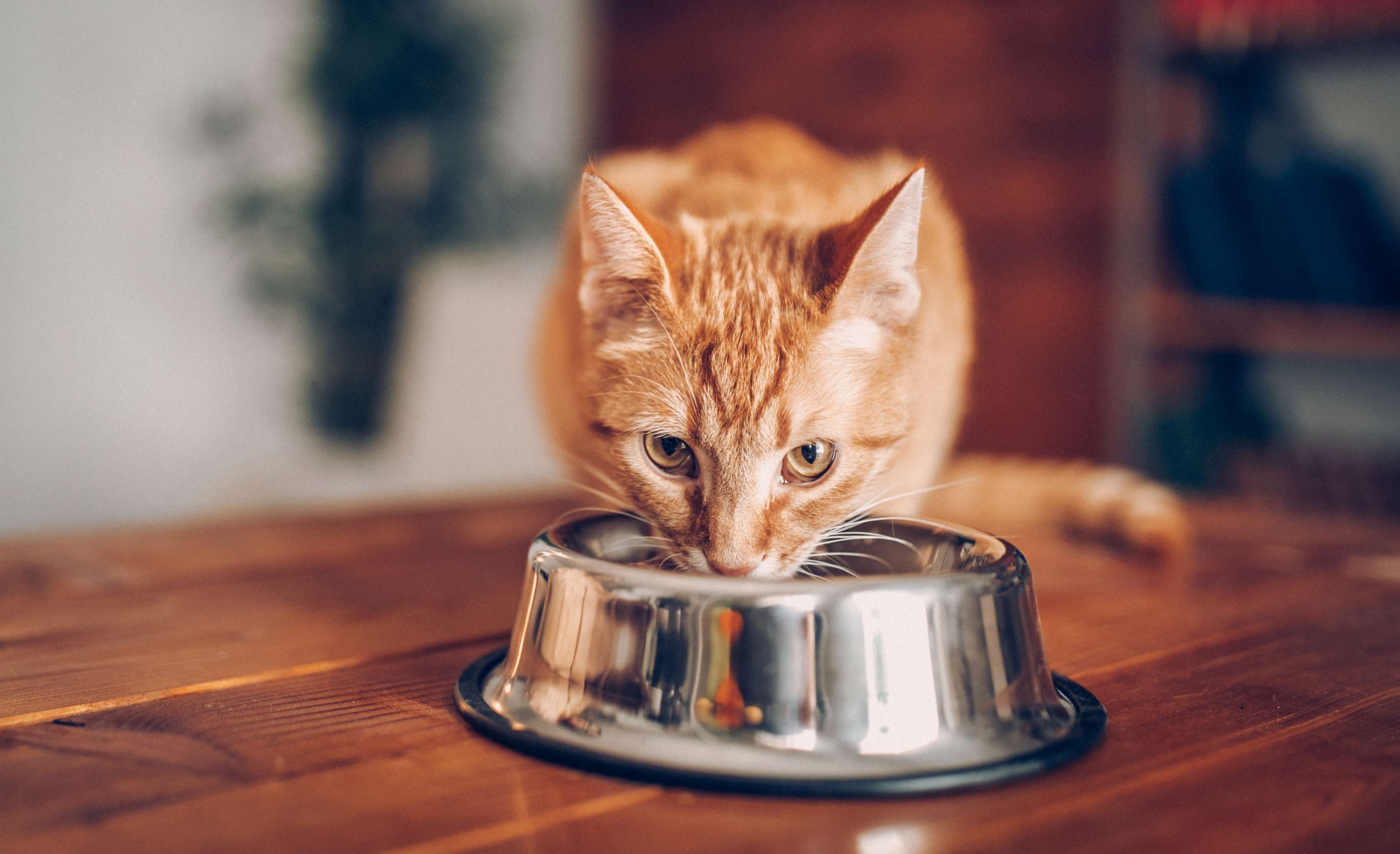Allianz - Katzenversicherung: Rotgetigerte Katze frisst aus einem Napf