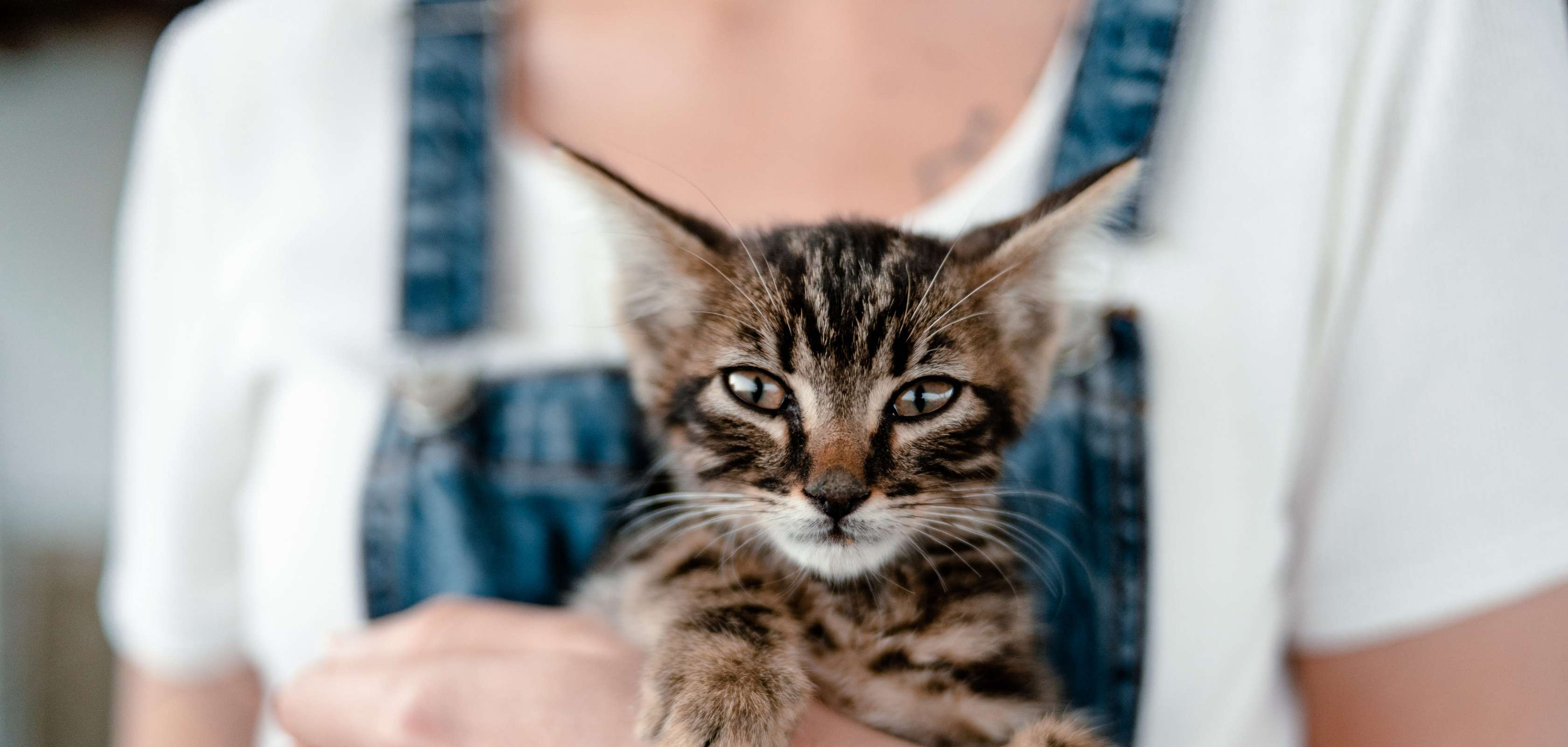 Katzennamen: Junge Katze auf dem Arm einer Frau