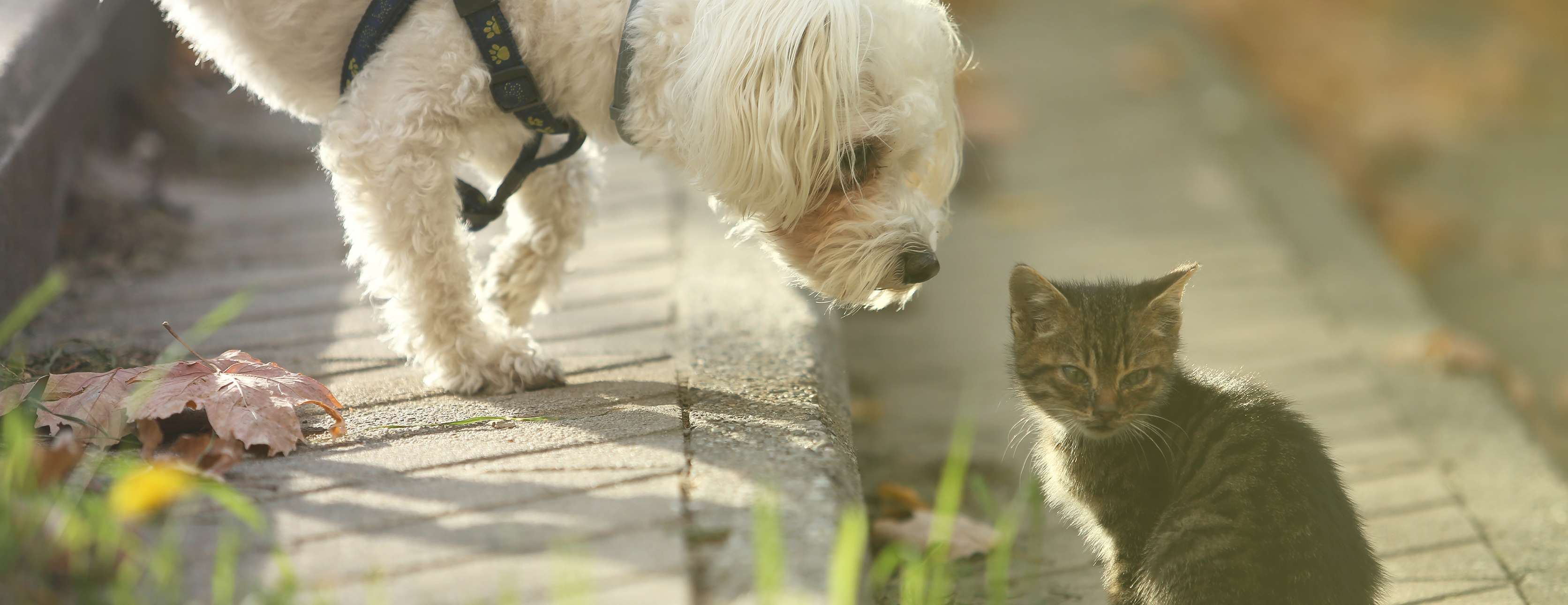 Allianz - Katzensprache: Ein kleiner Hund schnuppert an einer kleinen Katze